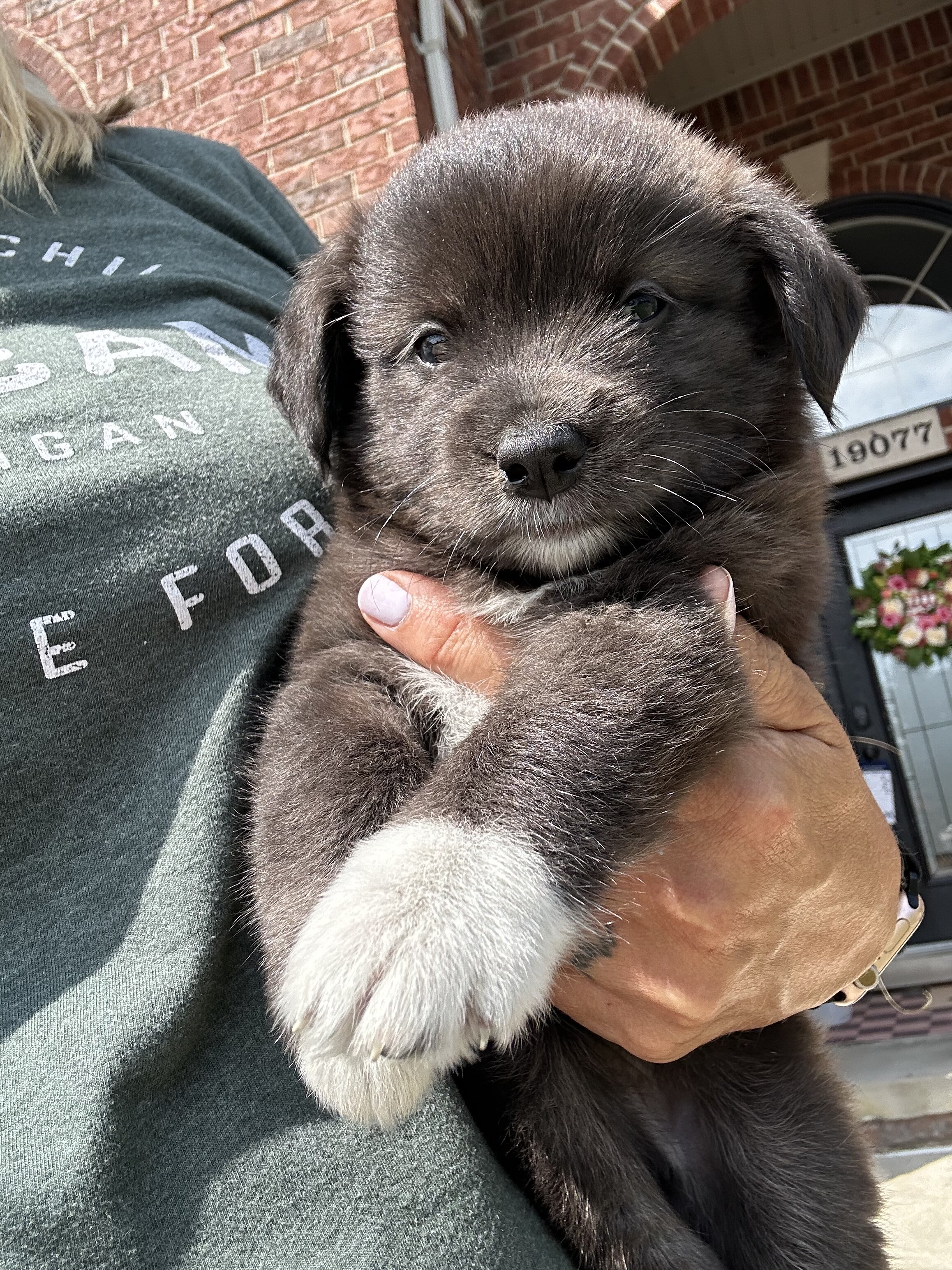 AUSTRALIAN SHEPHERD MIXED PUPPIES image 10