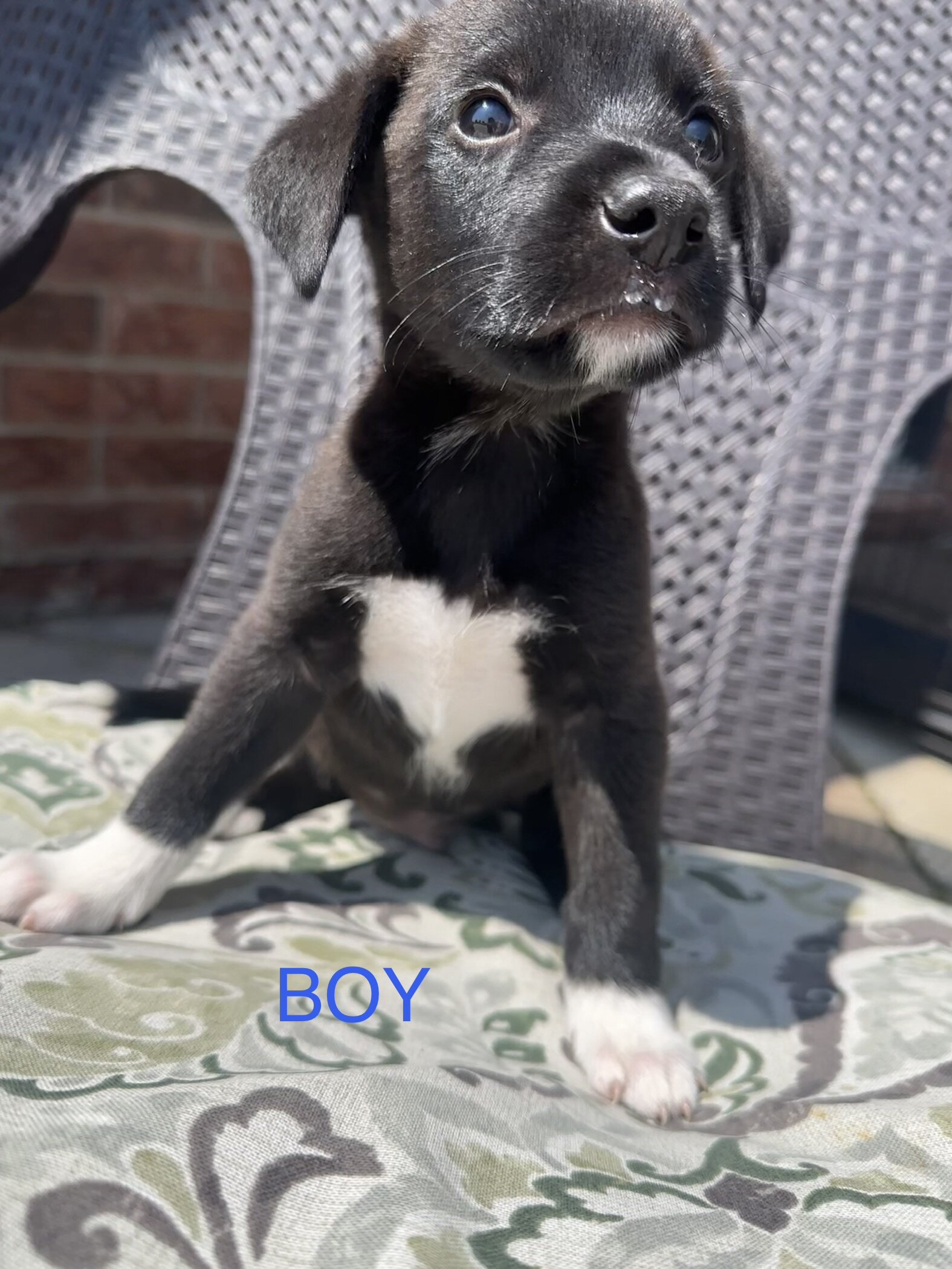 AUSTRALIAN SHEPHERD MIXED PUPPIES image 8