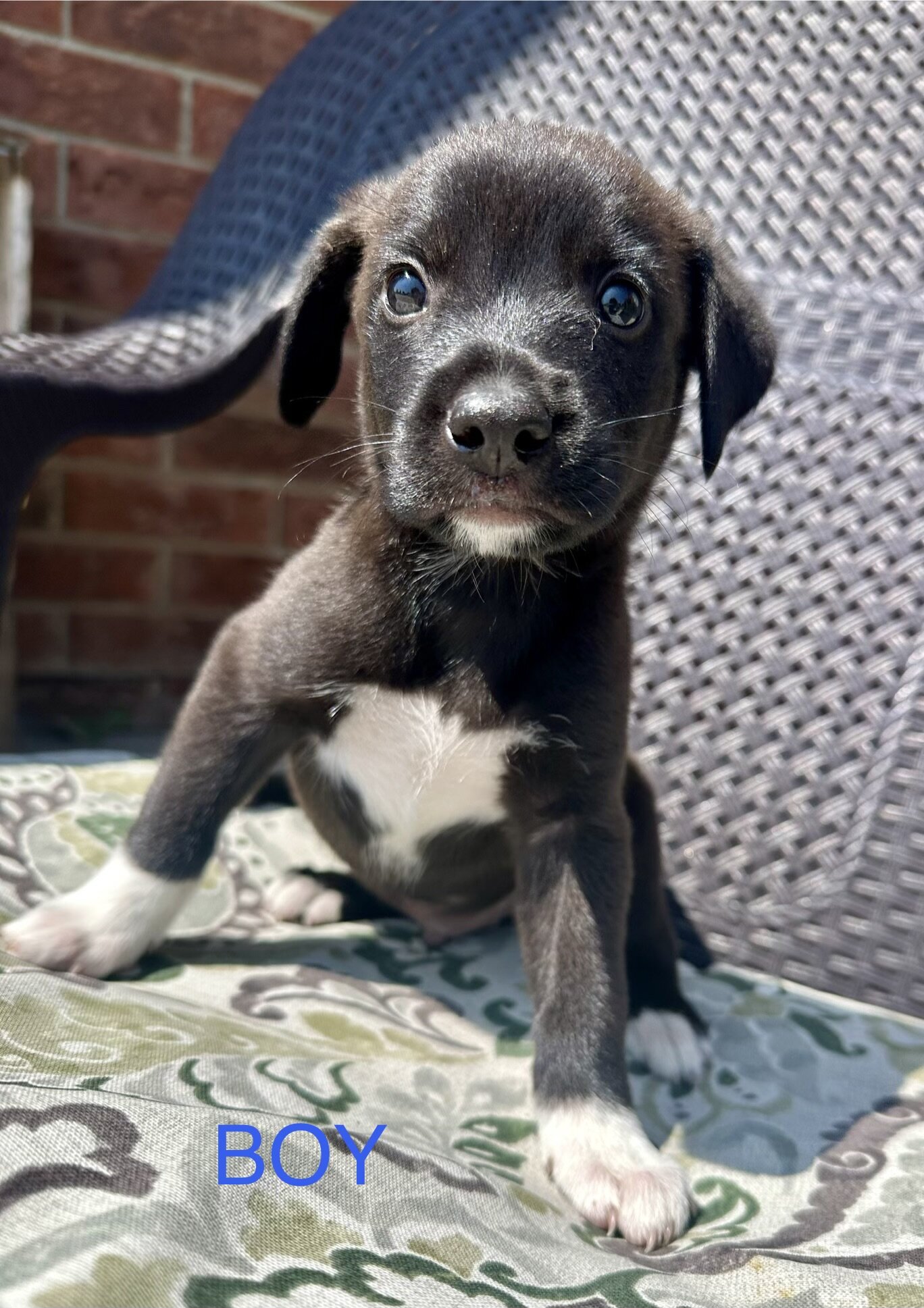 AUSTRALIAN SHEPHERD MIXED PUPPIES image 7