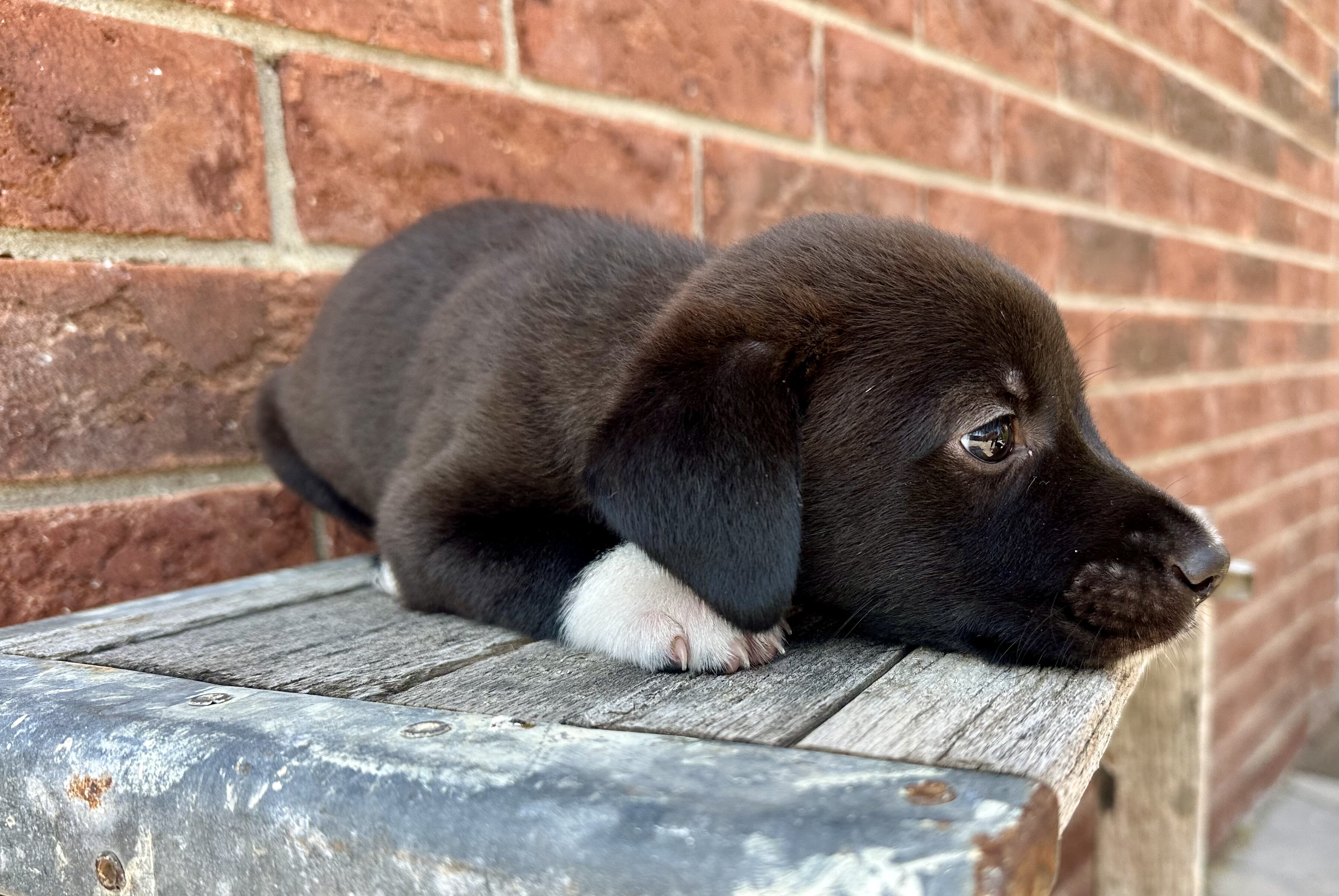 AUSTRALIAN SHEPHERD MIXED PUPPIES image 9