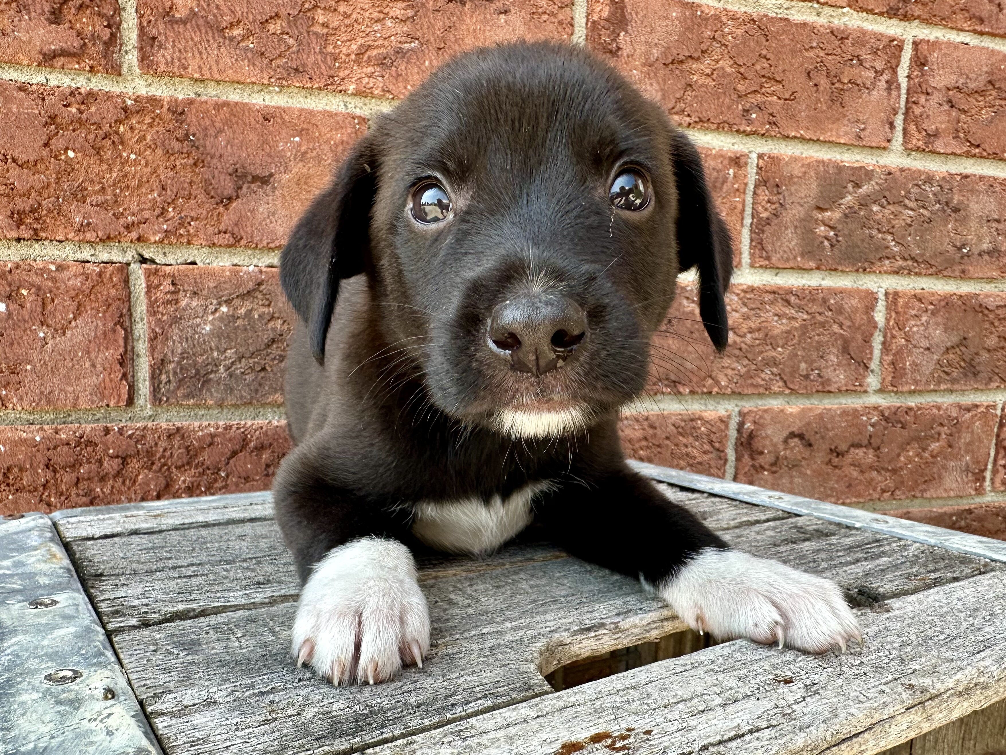 AUSTRALIAN SHEPHERD MIXED PUPPIES image 6