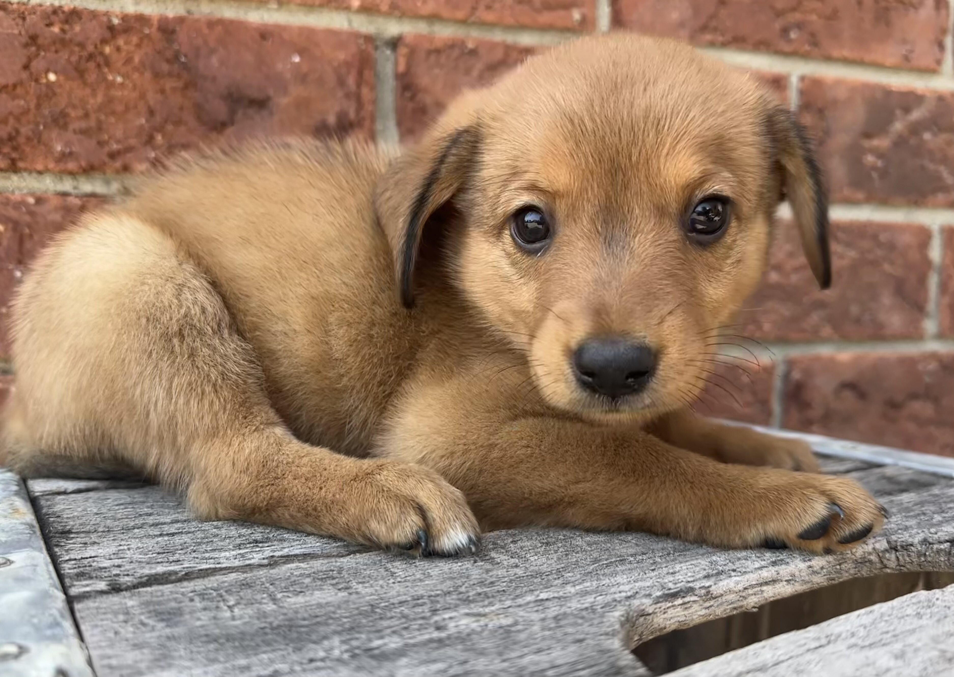 AUSTRALIAN SHEPHERD MIXED PUPPIES image 5