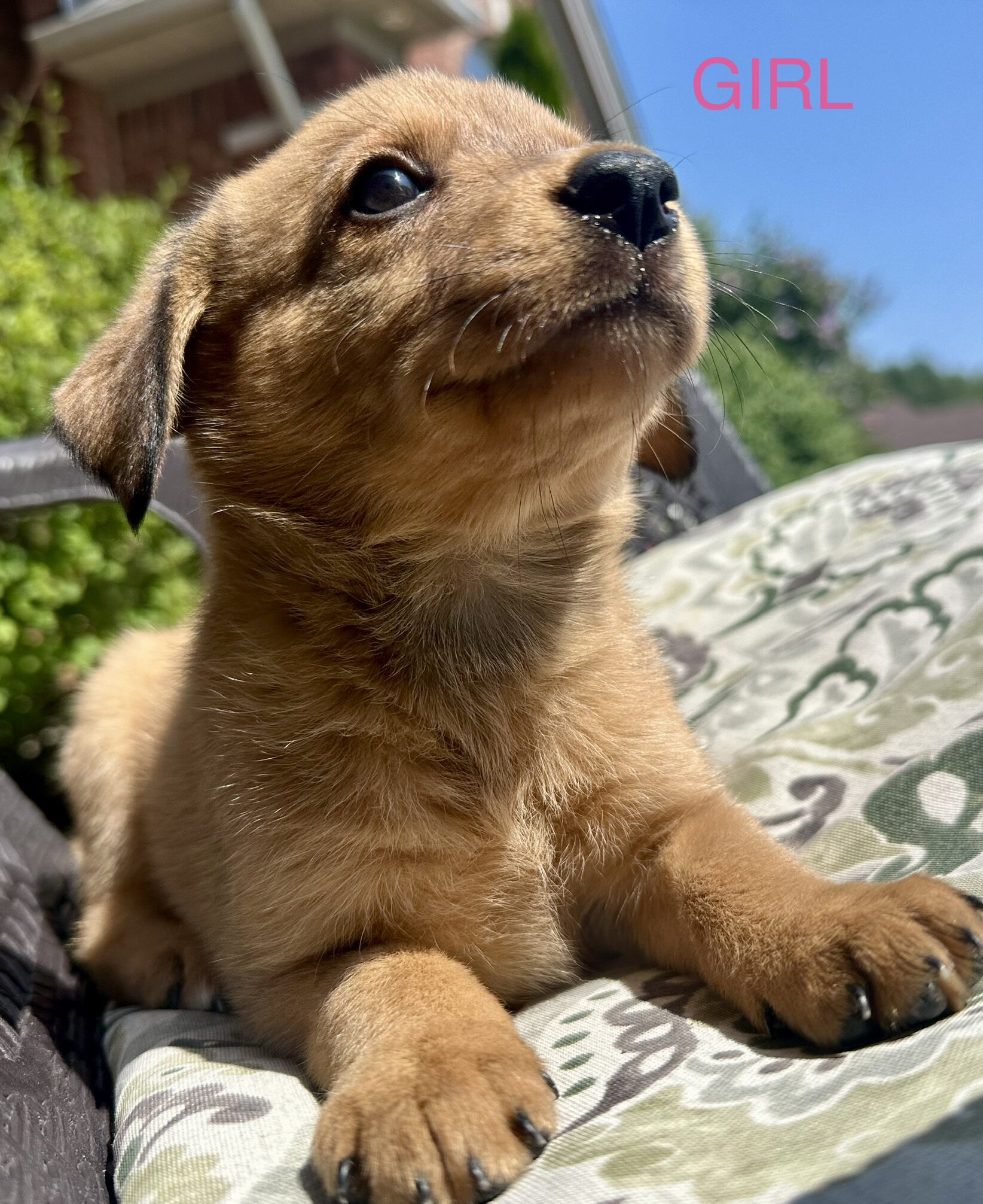 AUSTRALIAN SHEPHERD MIXED PUPPIES image 4