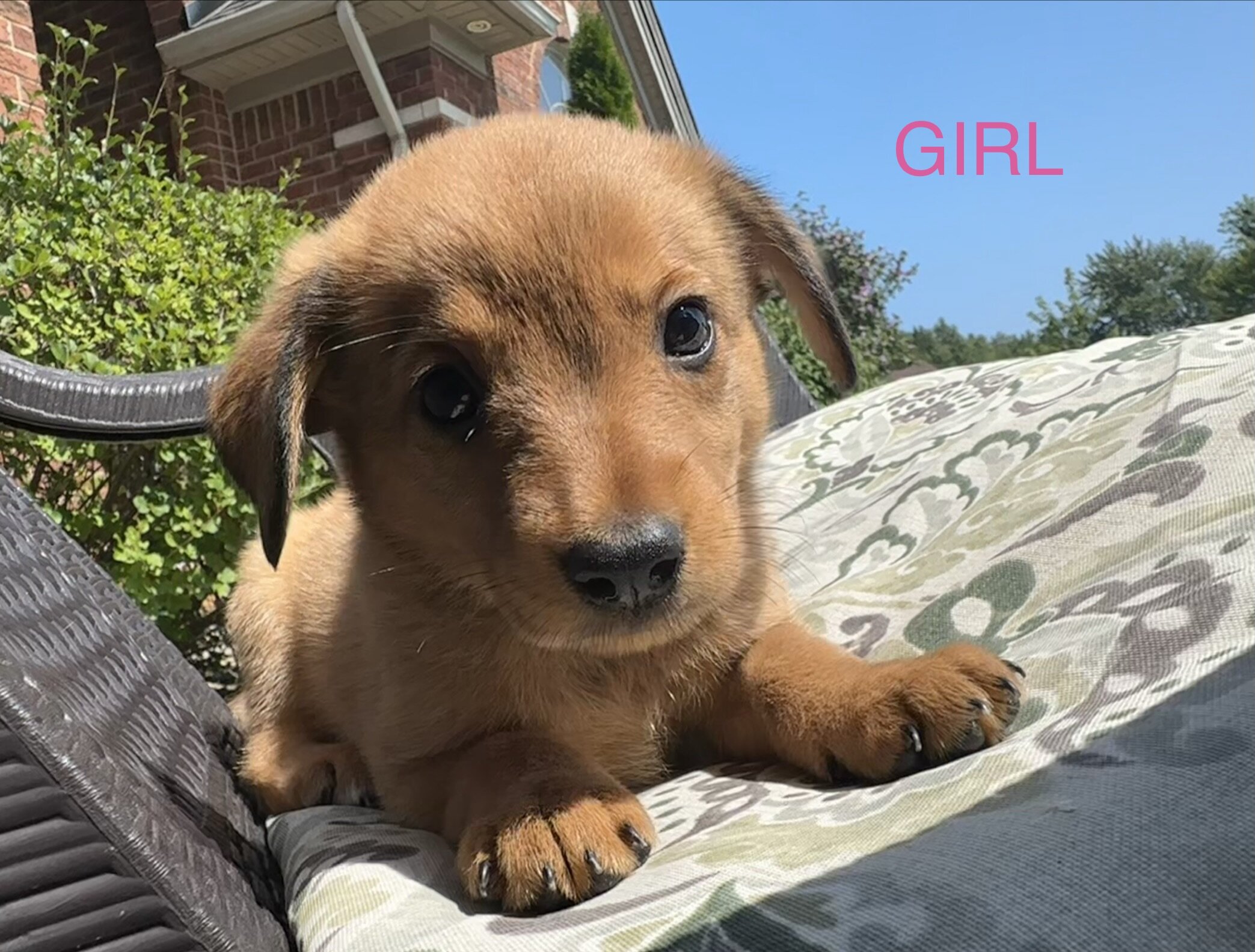 AUSTRALIAN SHEPHERD MIXED PUPPIES image 3
