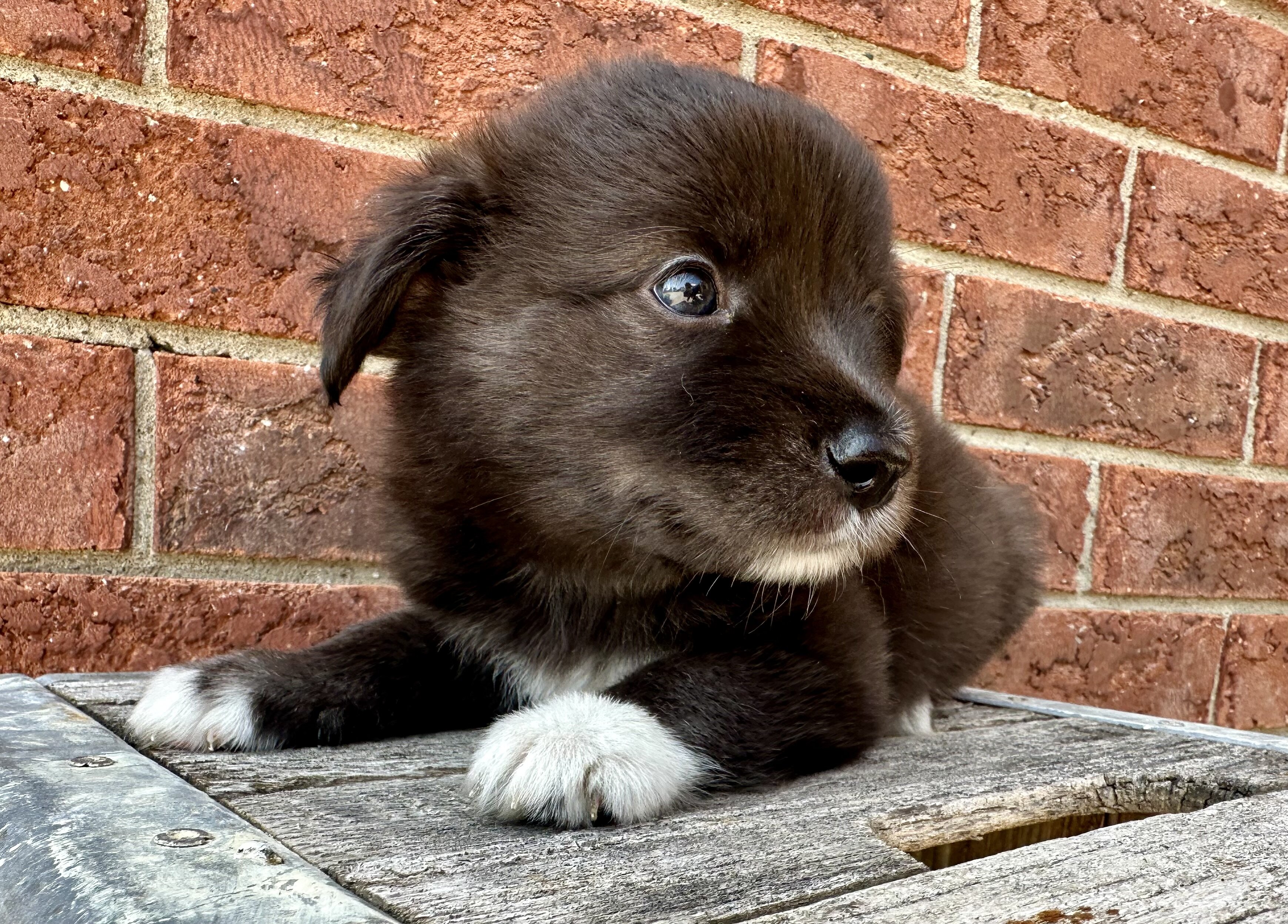 AUSTRALIAN SHEPHERD MIXED PUPPIES image 2