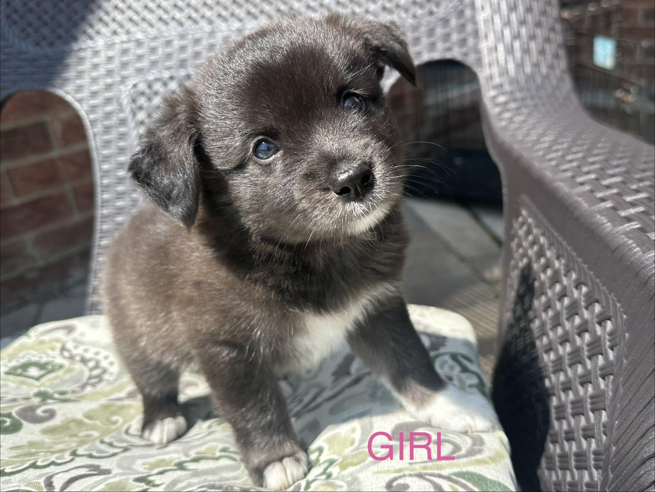 AUSTRALIAN SHEPHERD MIXED PUPPIES image 1