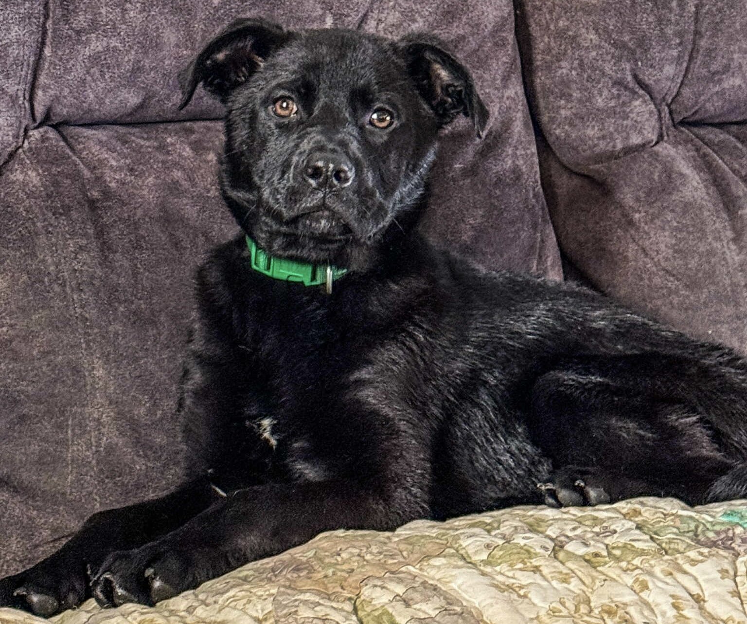 Cane Corso FREE image 1