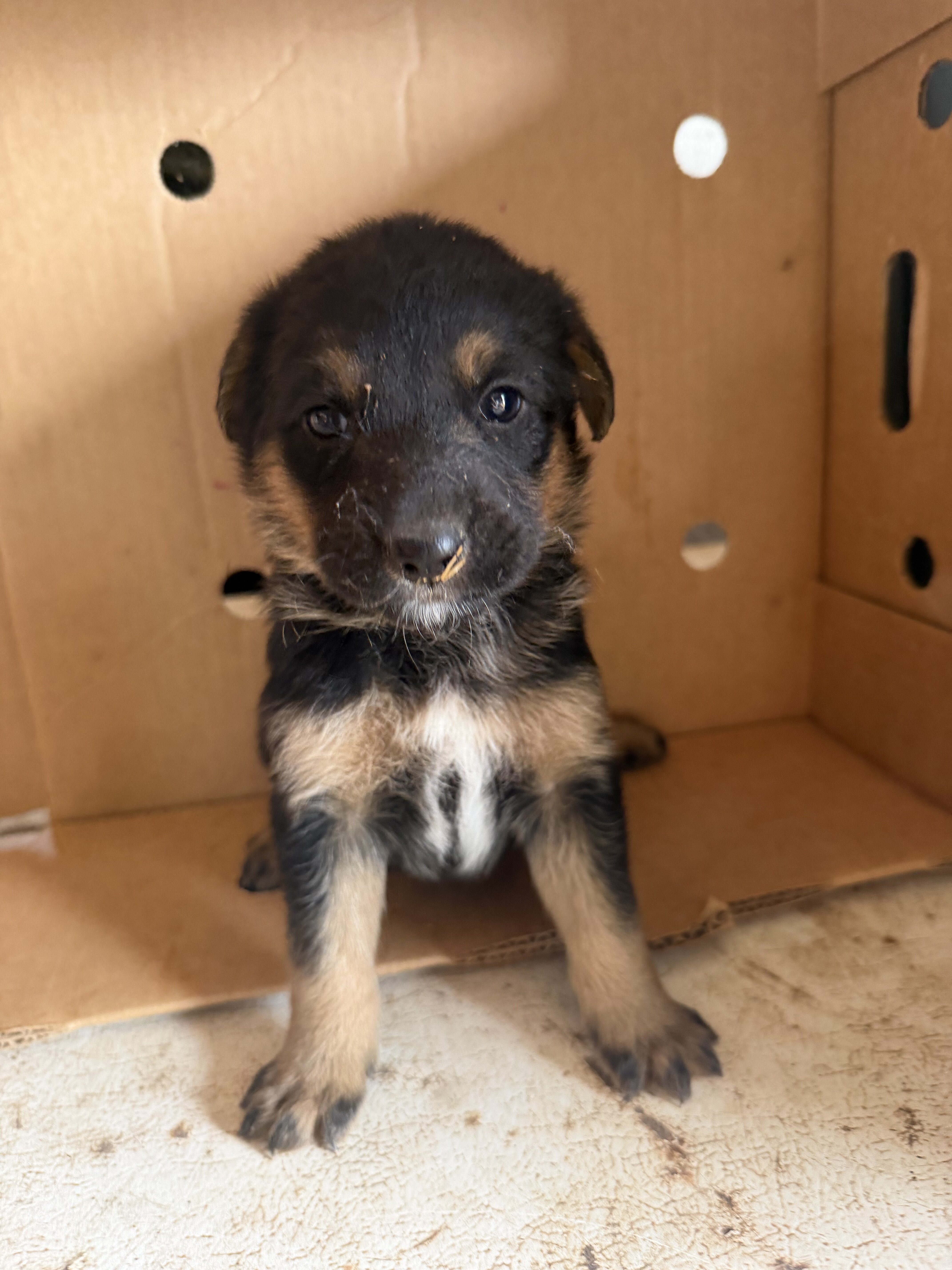 German Shepherd Pups image 1