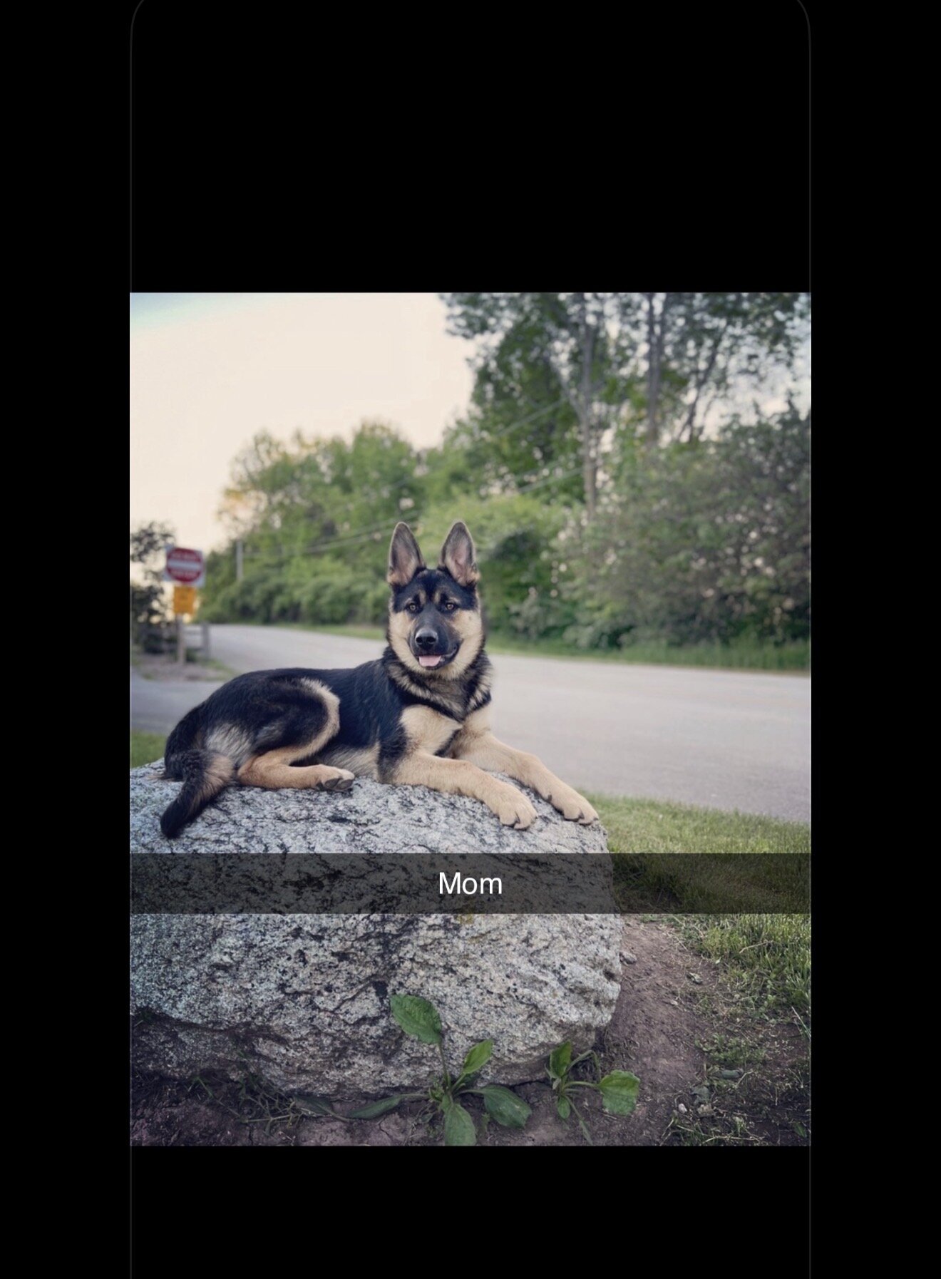 German Shepherd Pups image 9