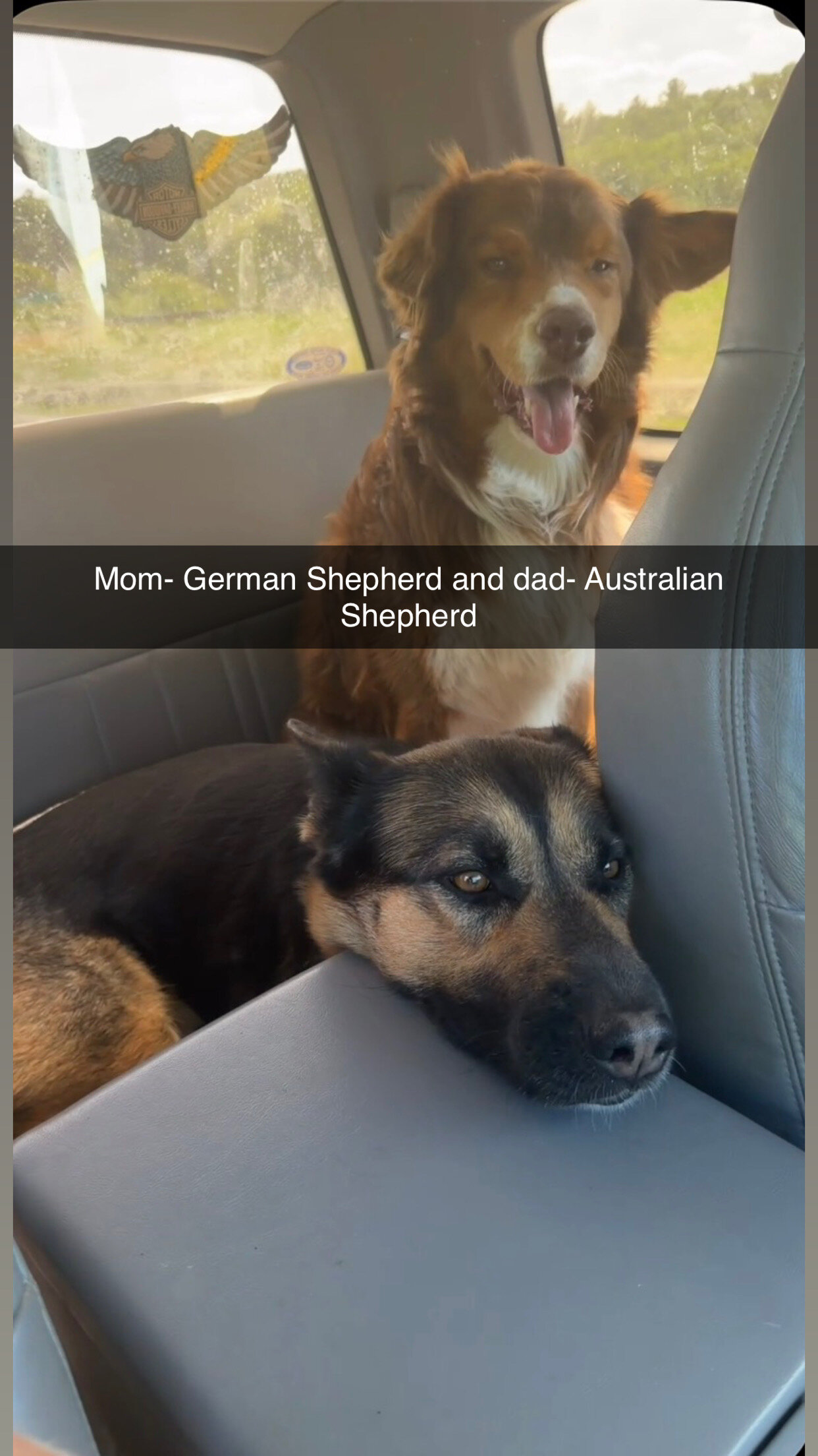 German Shepherd Pups image 8