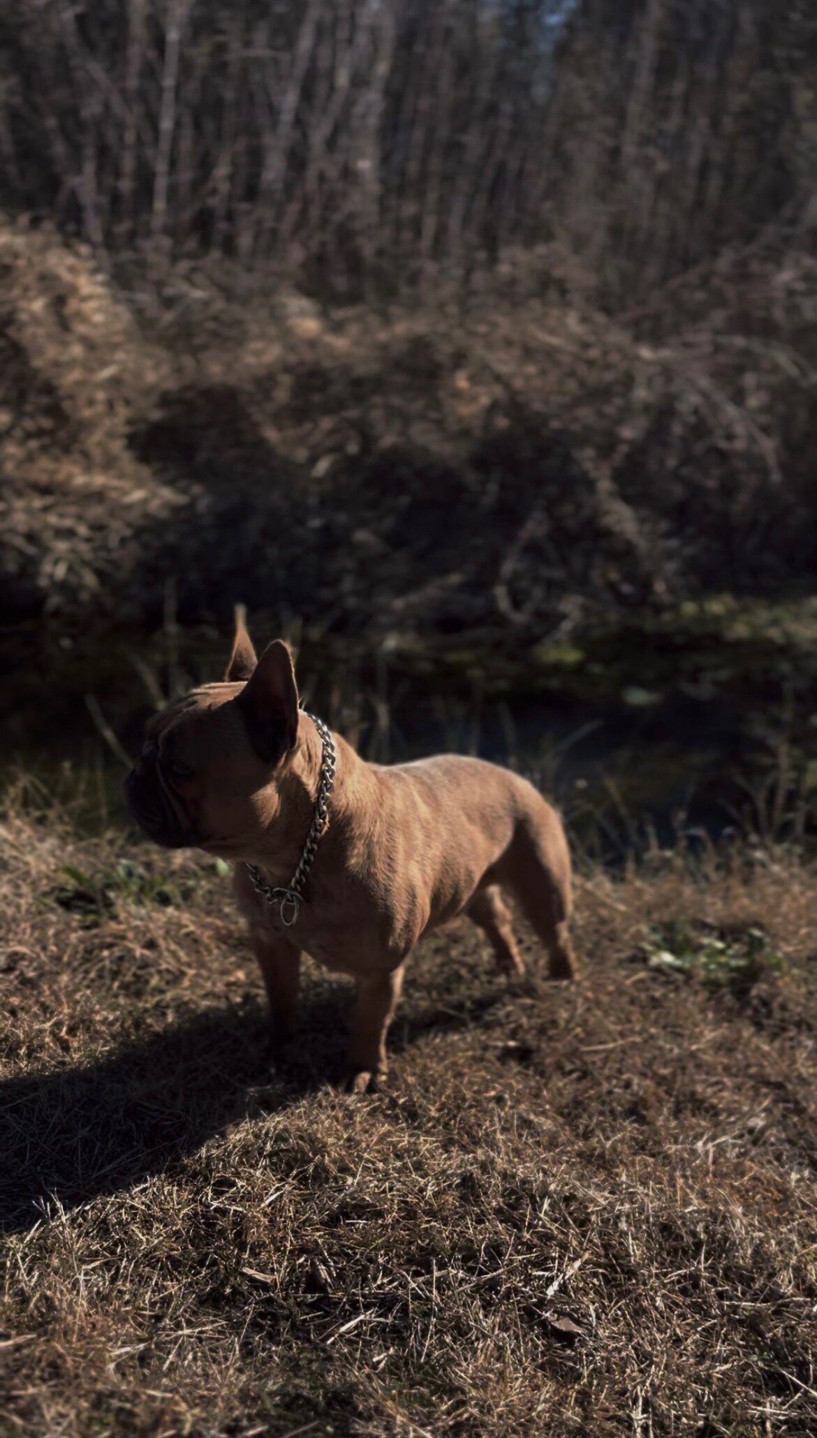 Male, French Bulldog image 2
