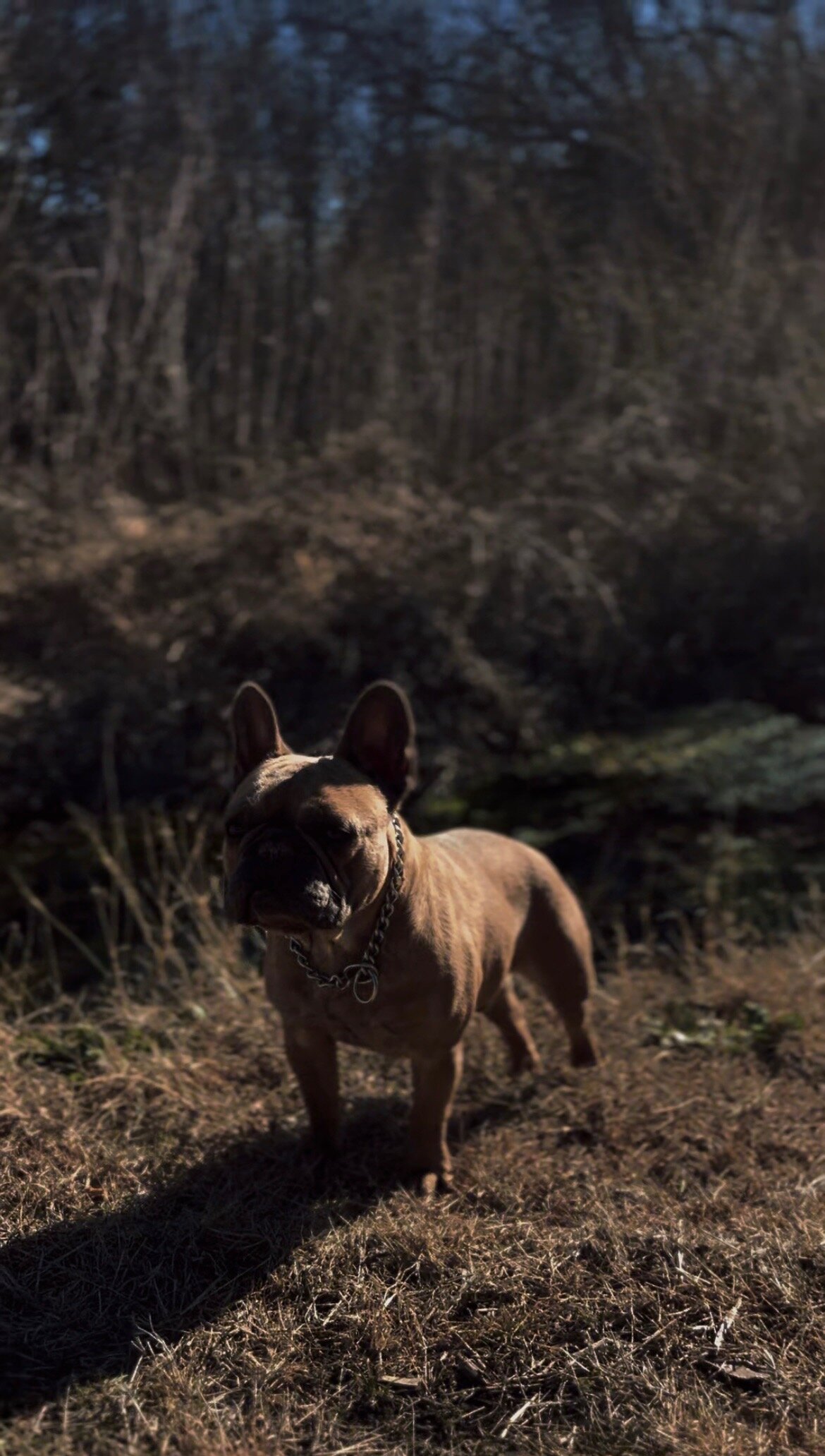 Male, French Bulldog image 4