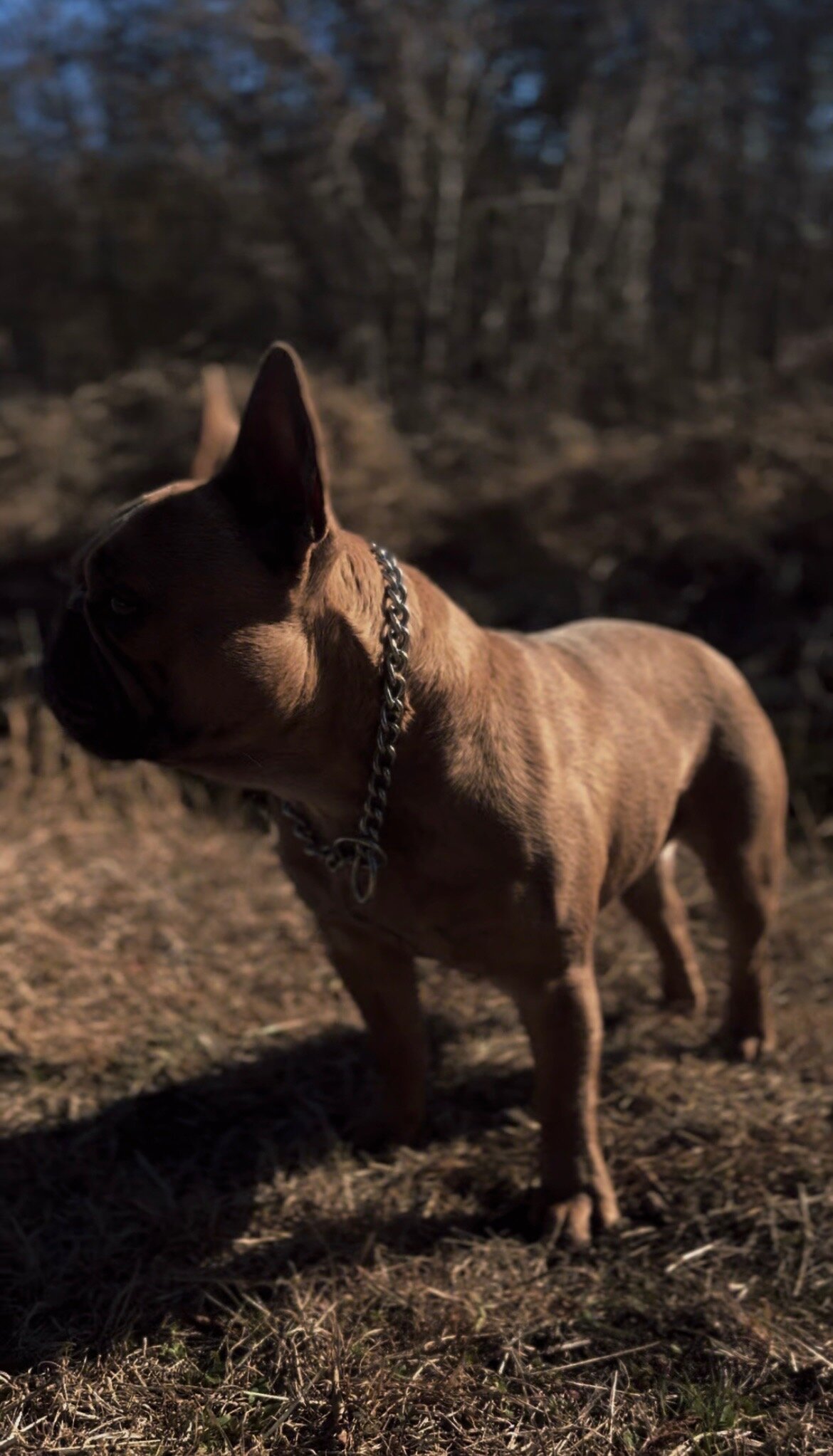 Male, French Bulldog image 3
