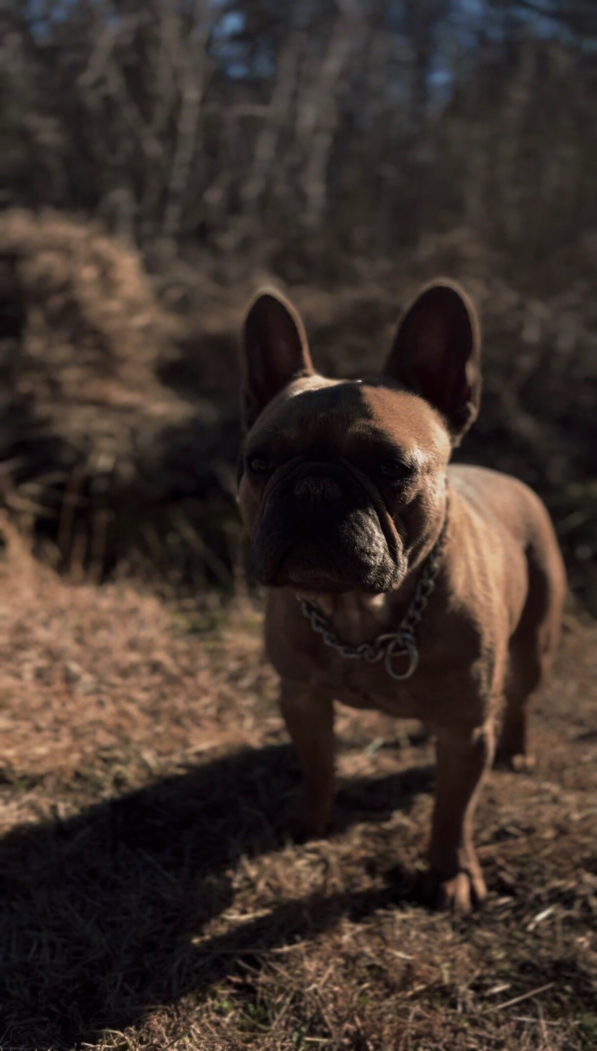 Male, French Bulldog image 5