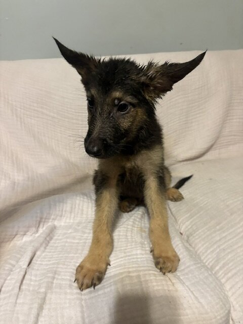 German Shepherd image 2