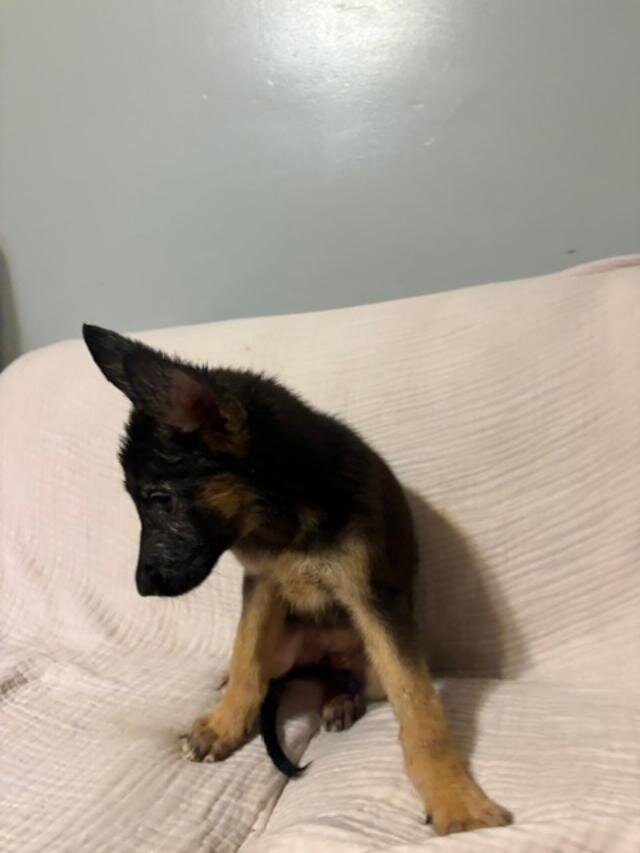 German Shepherd image 1