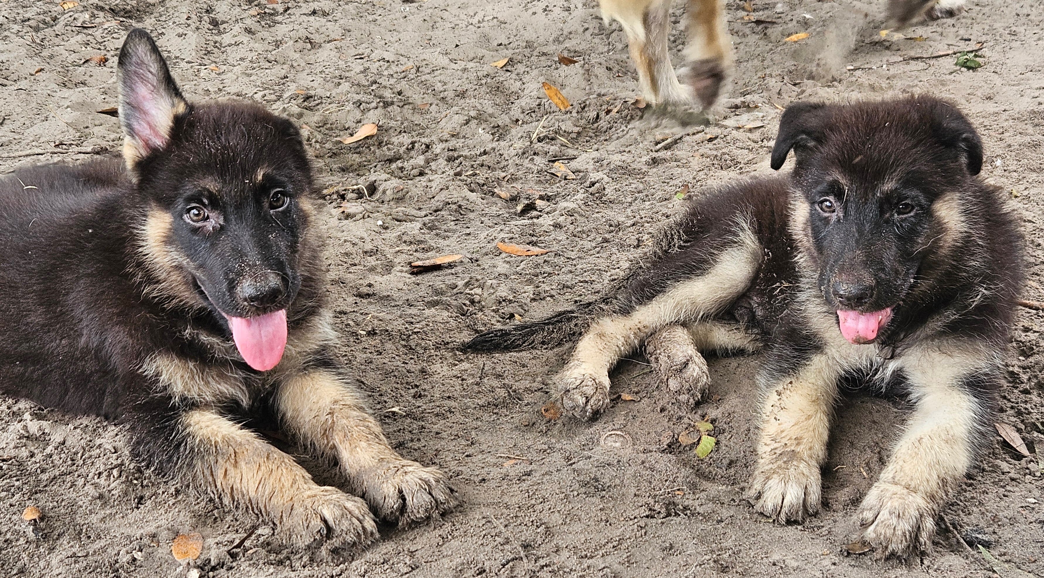 German Shepherd pups image 7