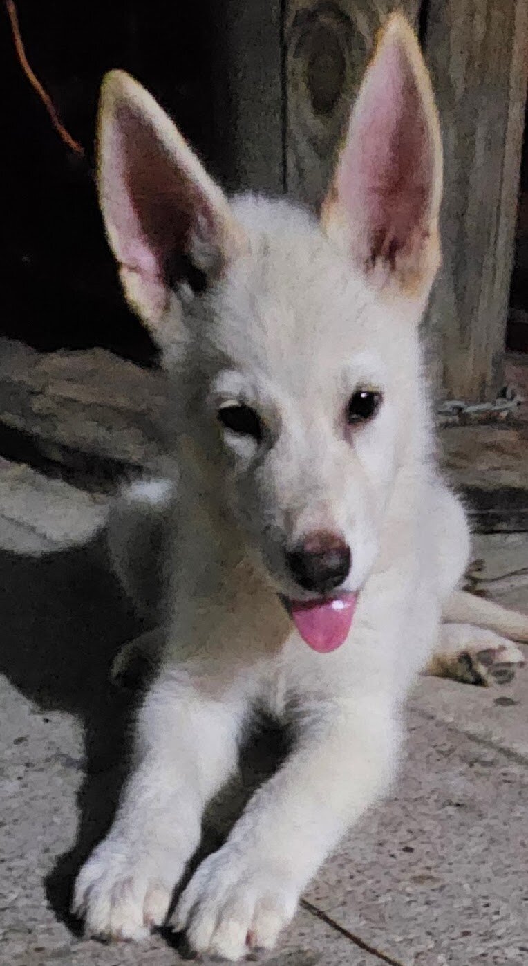 German Shepherd pups image 1
