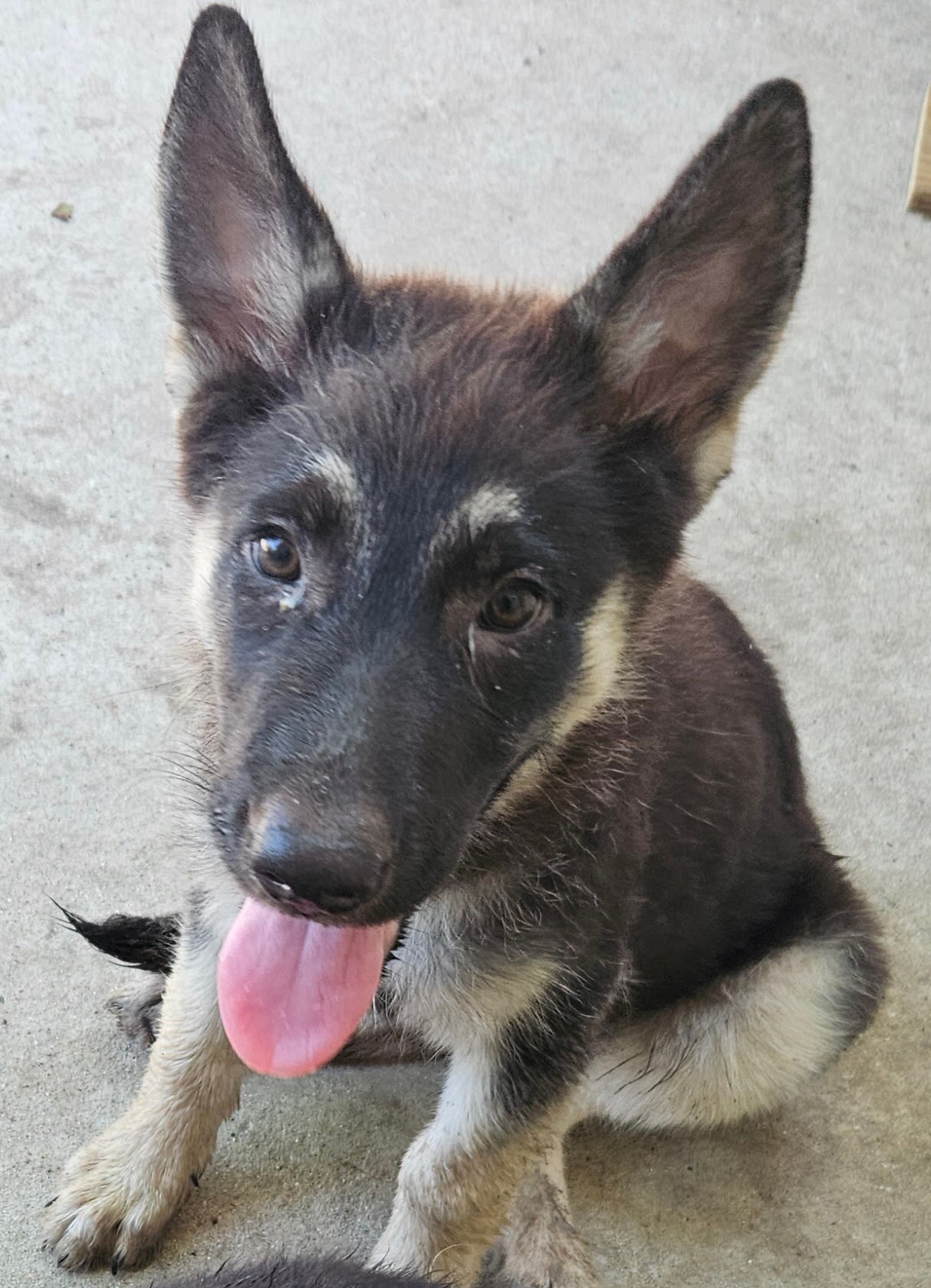 German Shepherd pups image 5