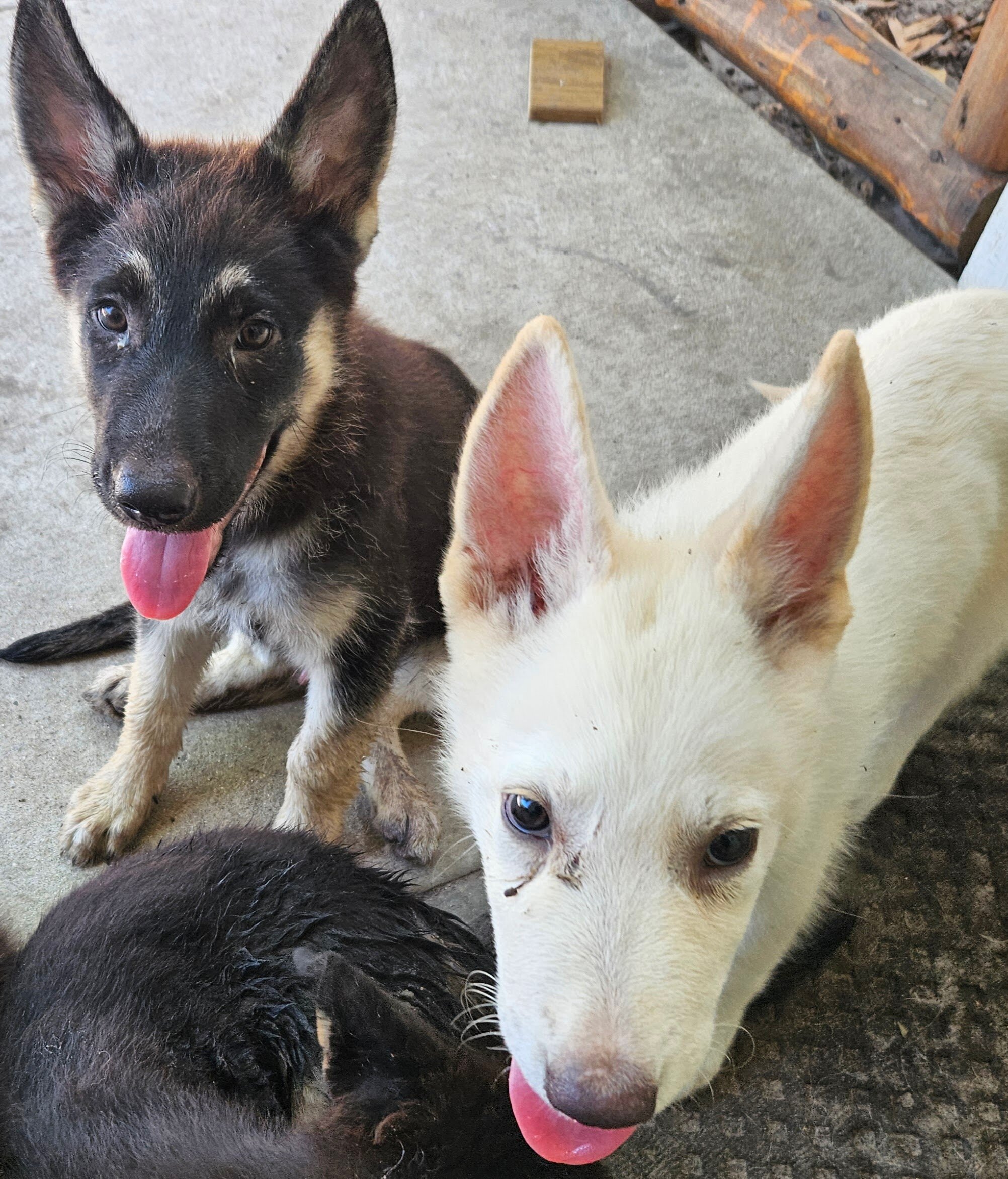 German Shepherd pups image 4