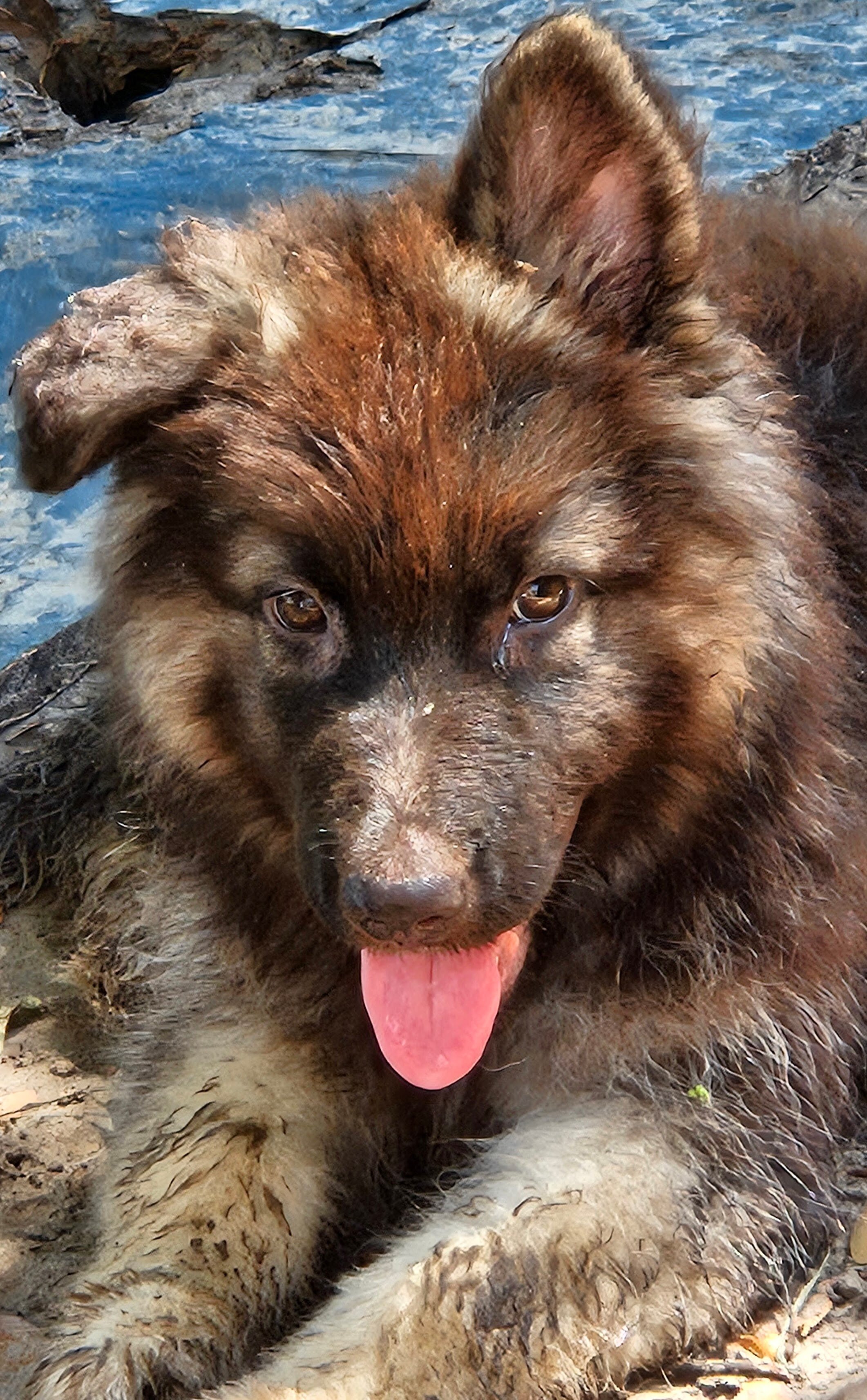 German Shepherd pups image 3