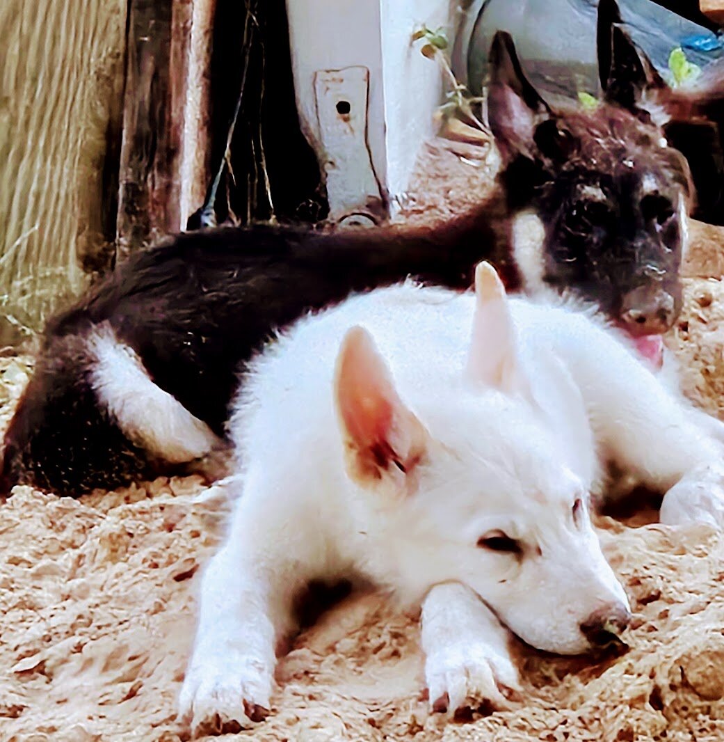 German Shepherd pups image 2