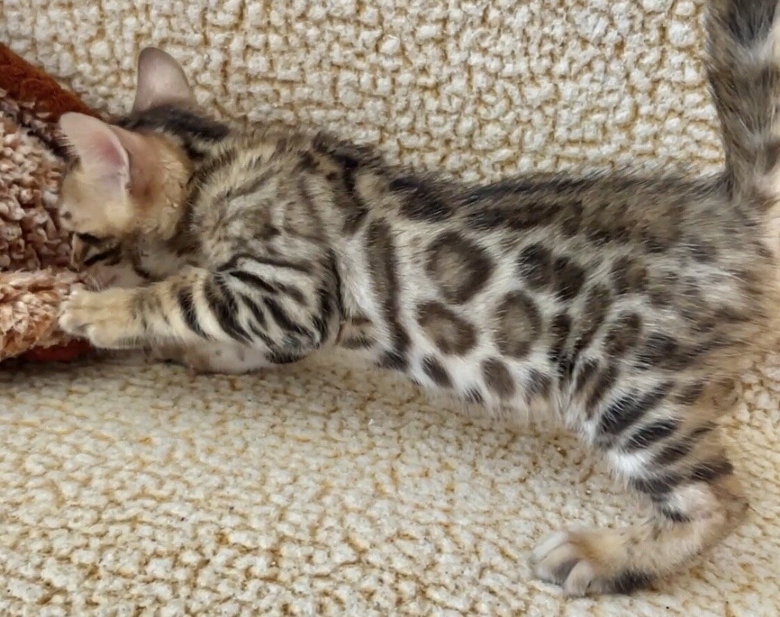 Bengal kittens Available! image 9
