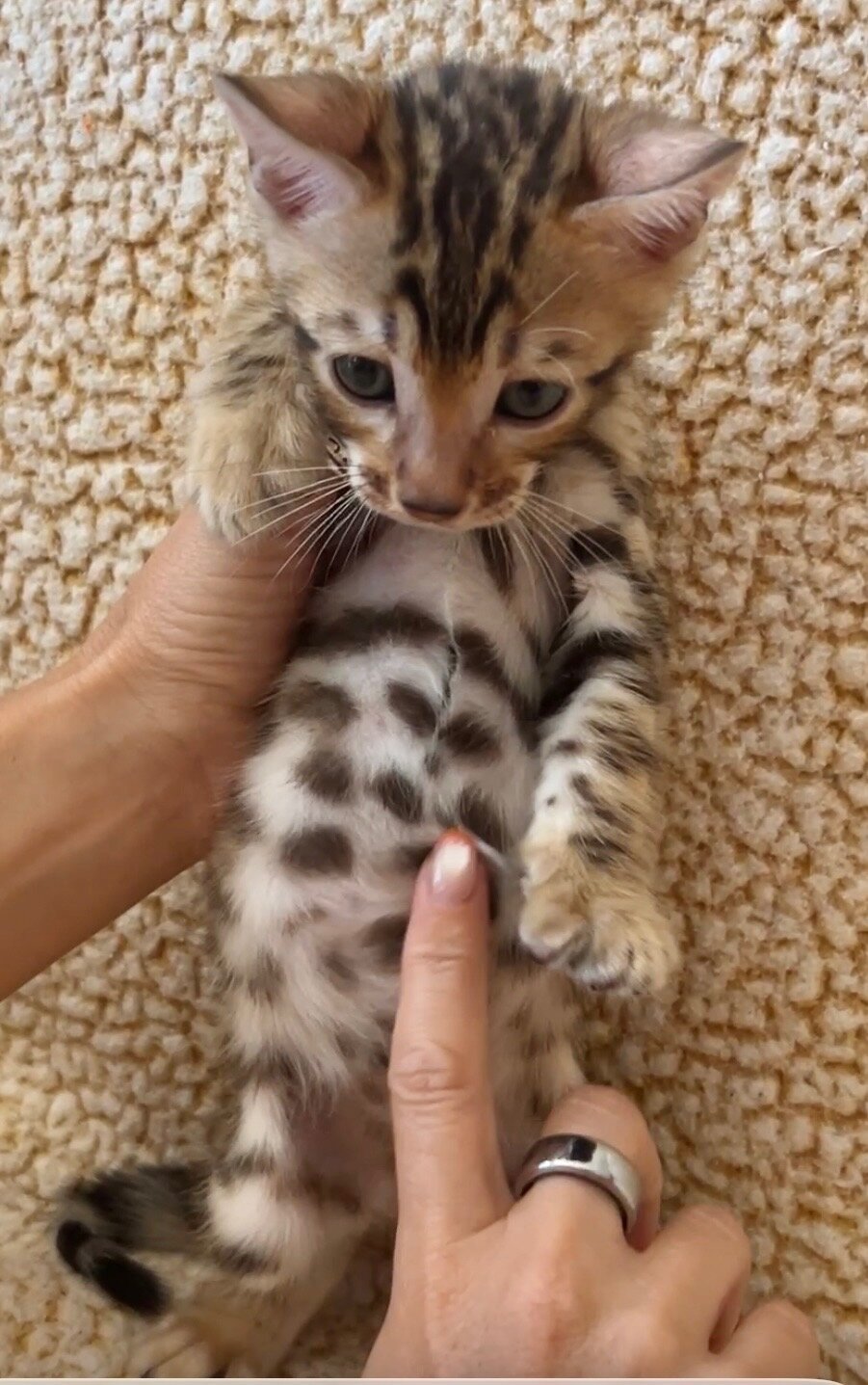Bengal kittens Available! image 7