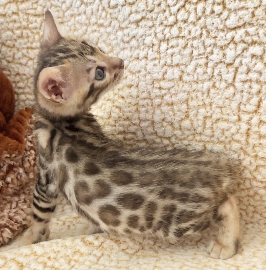 Bengal kittens Available! image 8