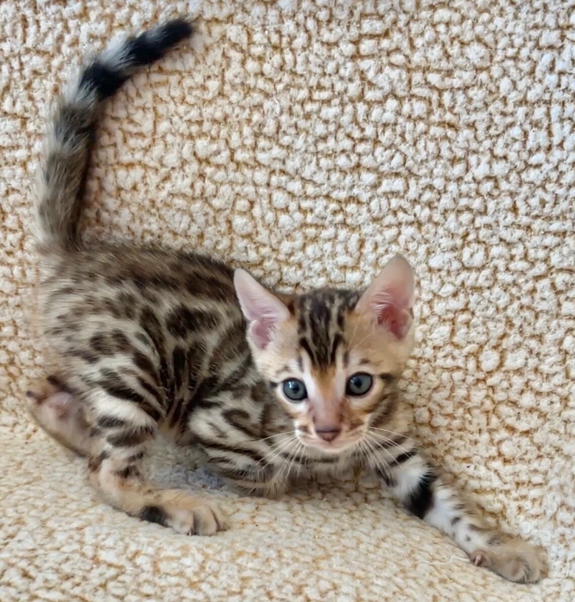 Bengal kittens Available! image 1