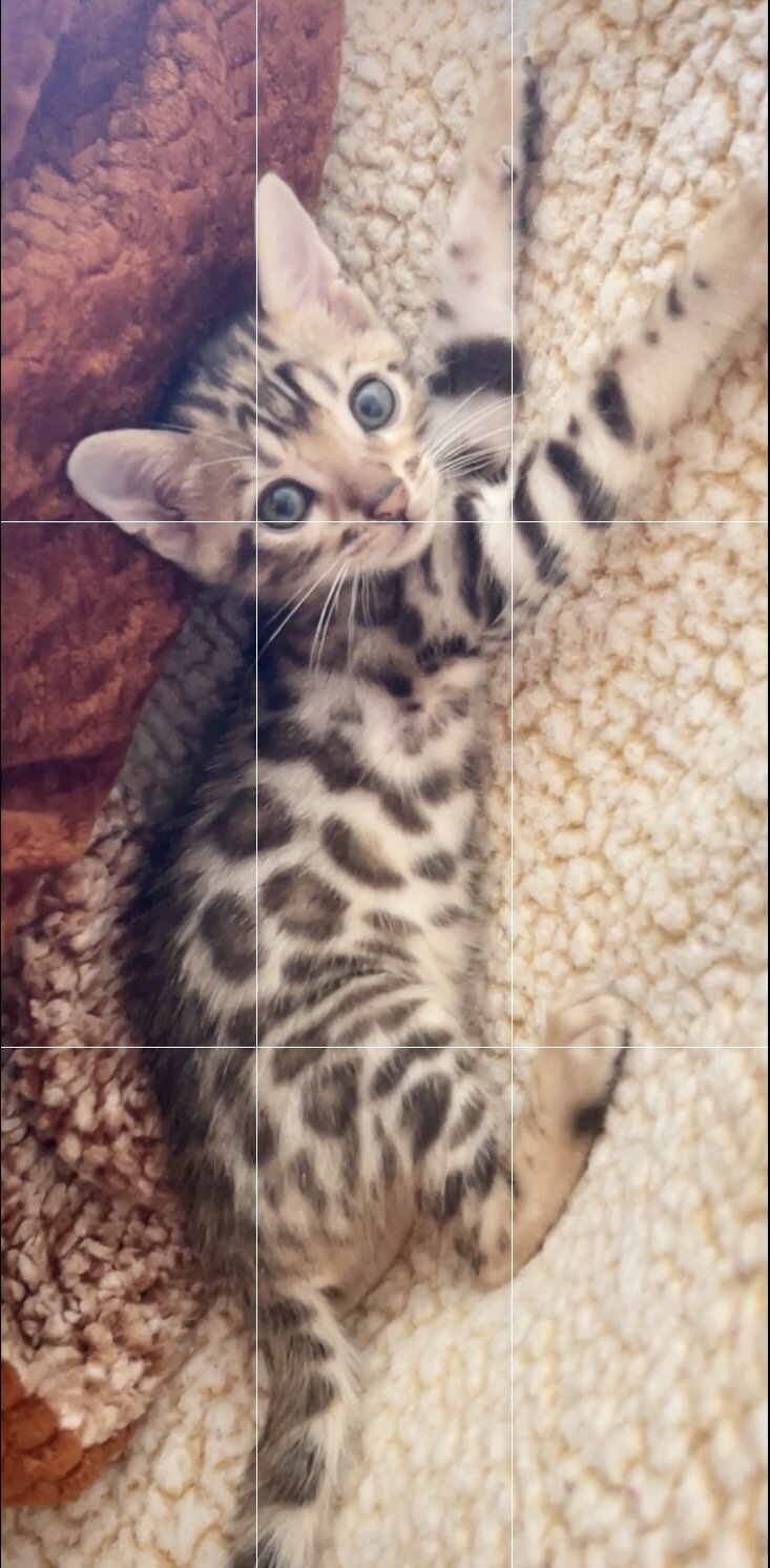 Bengal kittens Available! image 6