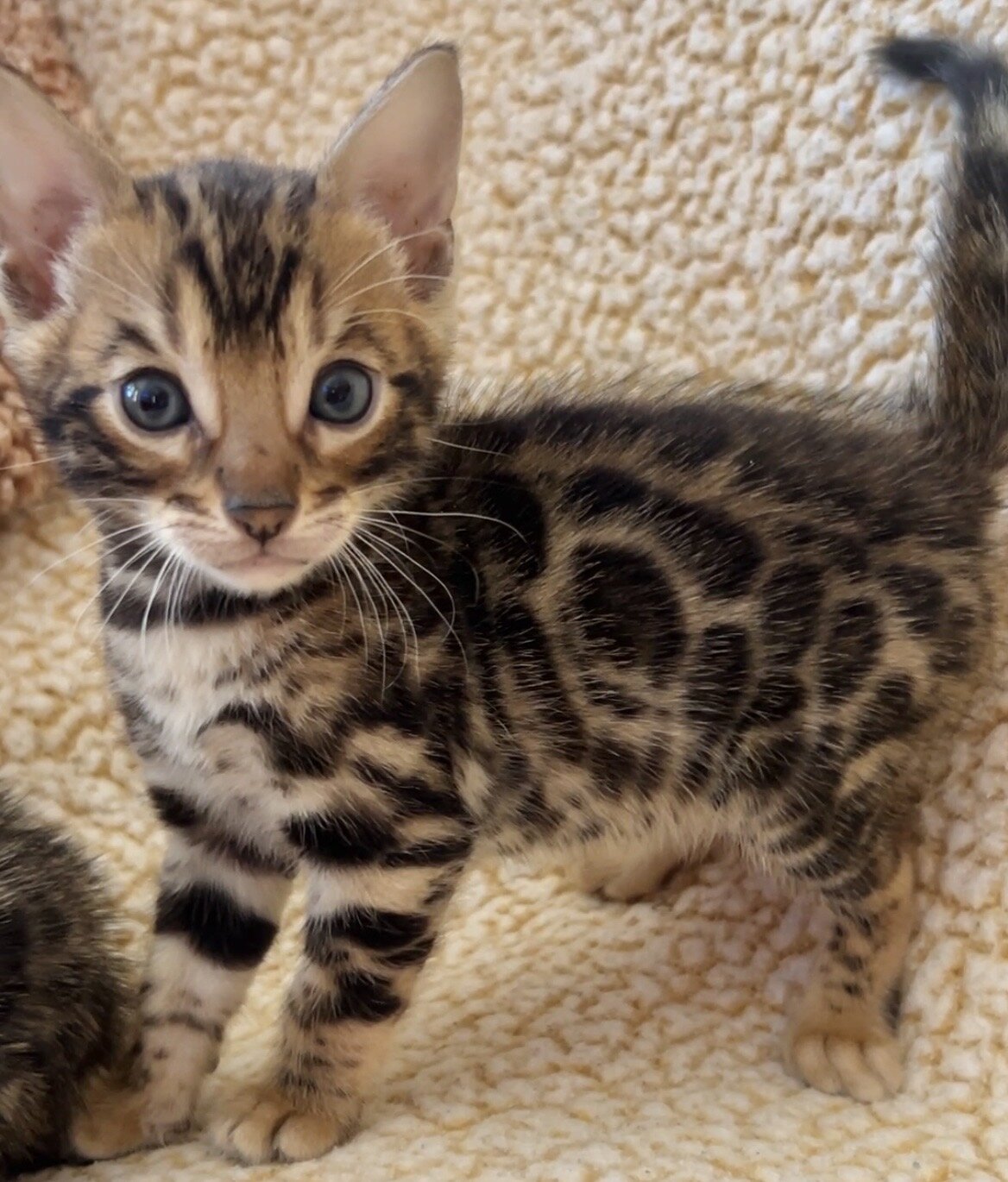 Bengal kittens Available! image 5