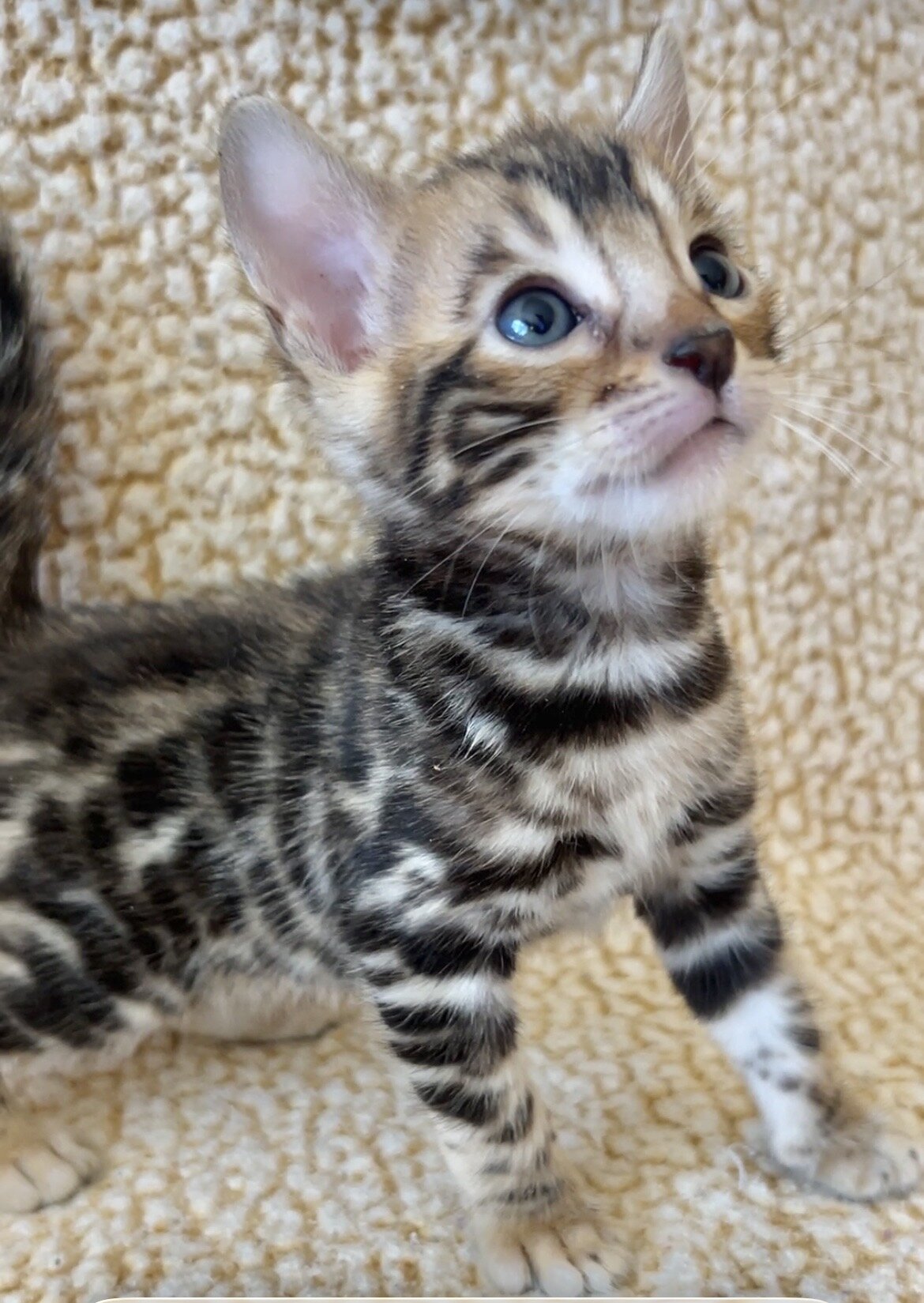 Bengal kittens Available! image 4