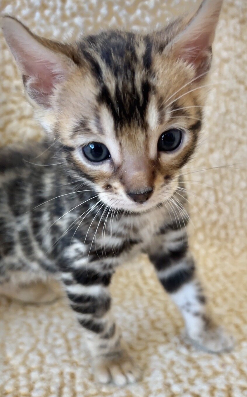 Bengal kittens Available! image 3