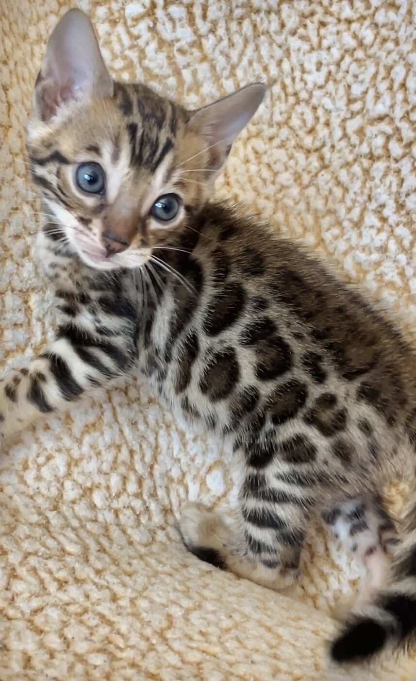 Bengal kittens Available! image 2