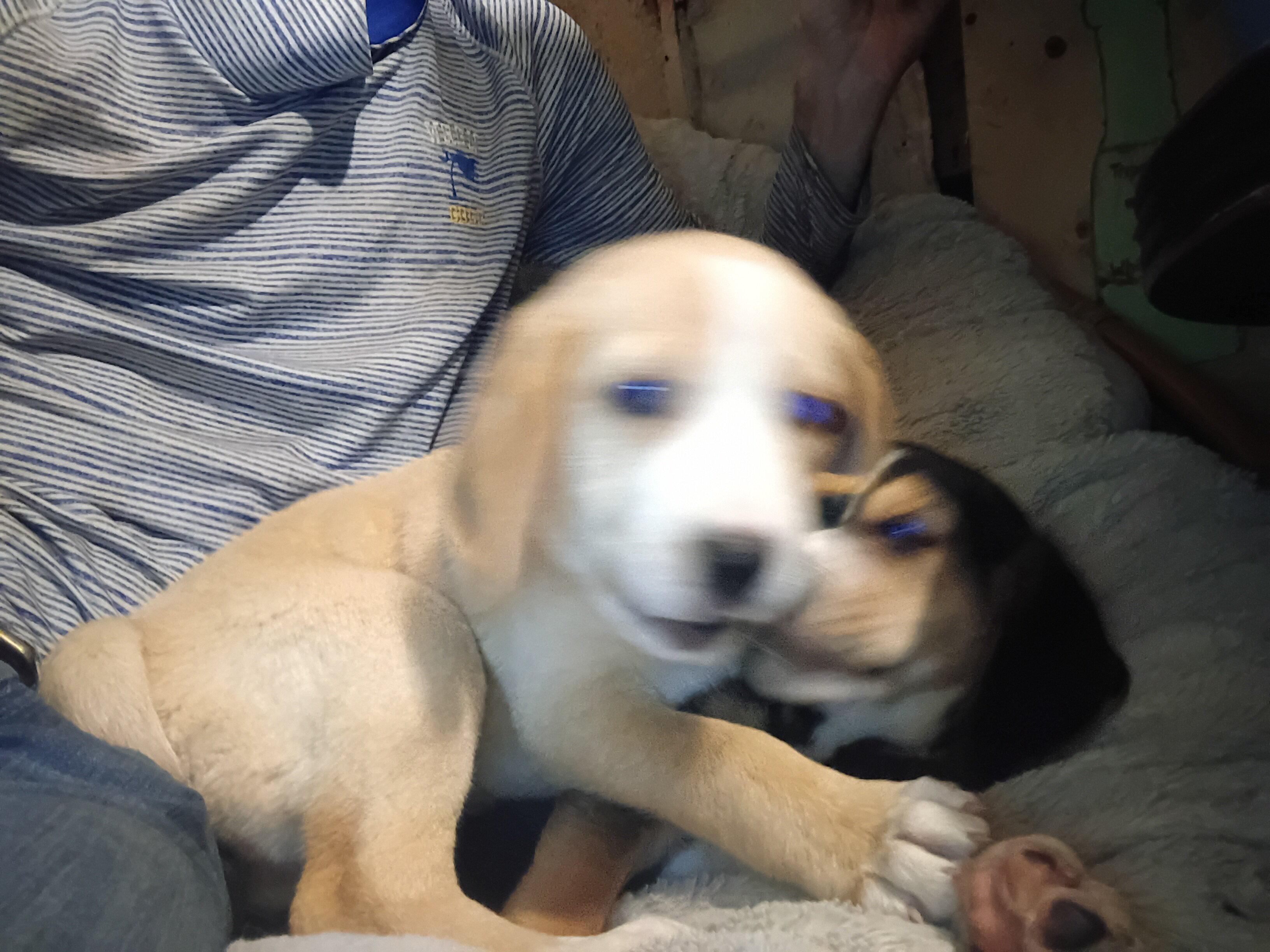 American/English Foxhound puppies image 2