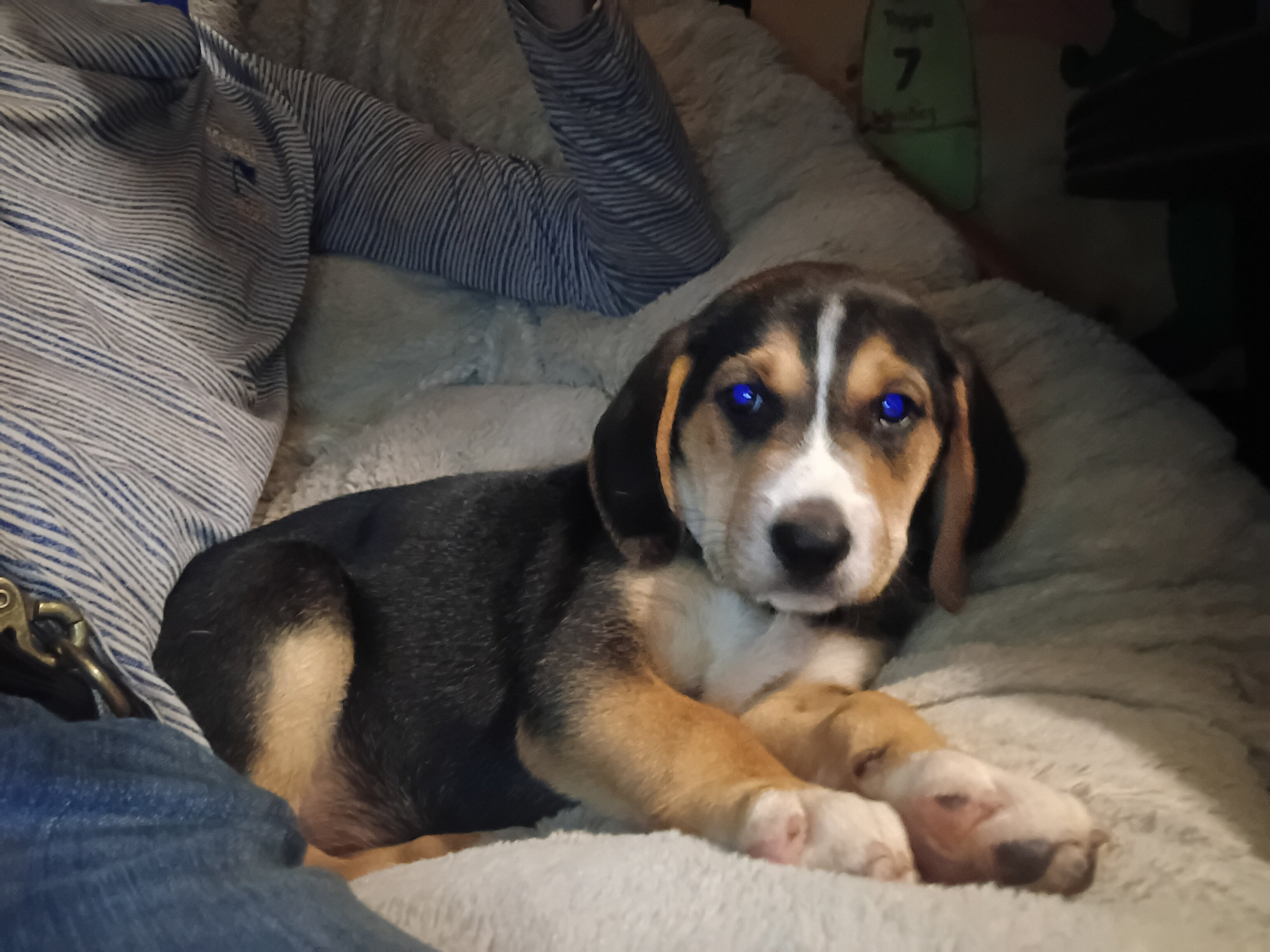 American/English Foxhound puppies image 1