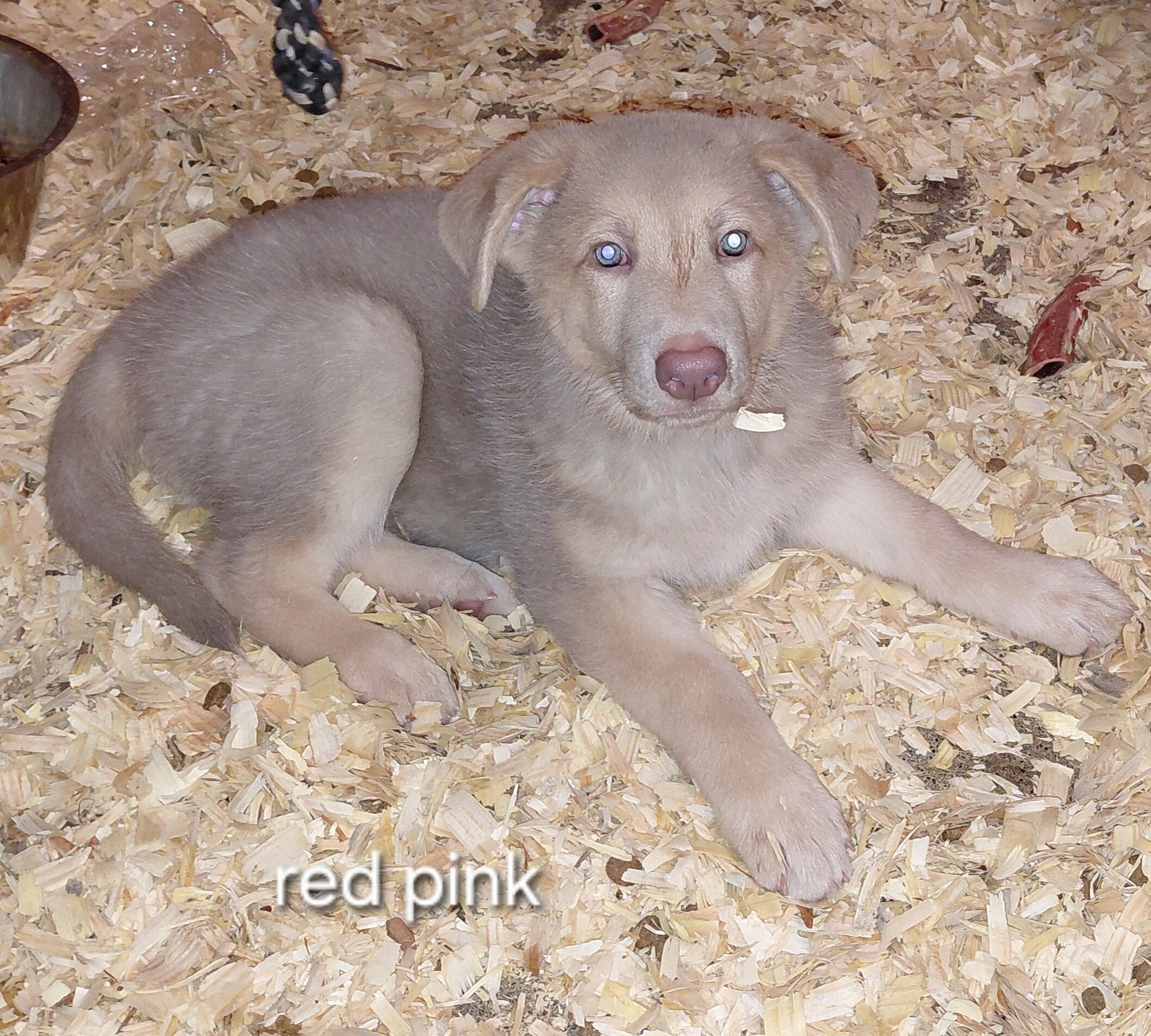 Puppy image 2