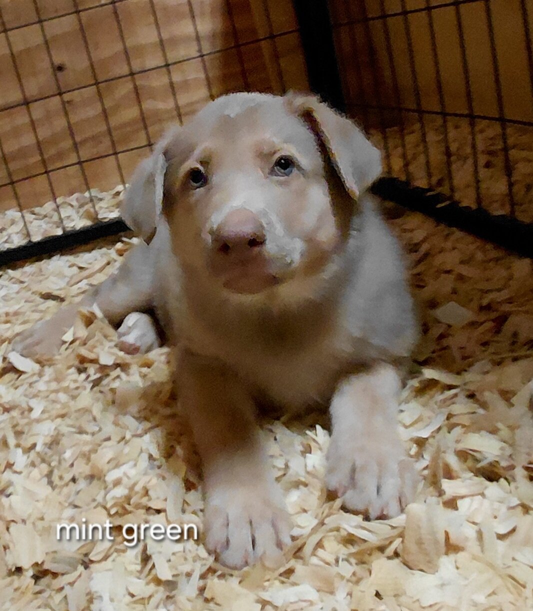 Puppy image 1