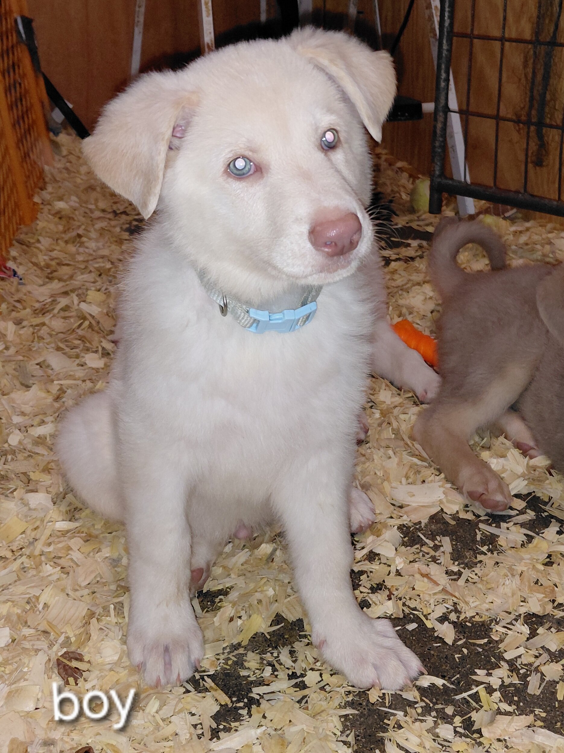 Puppies white image 3