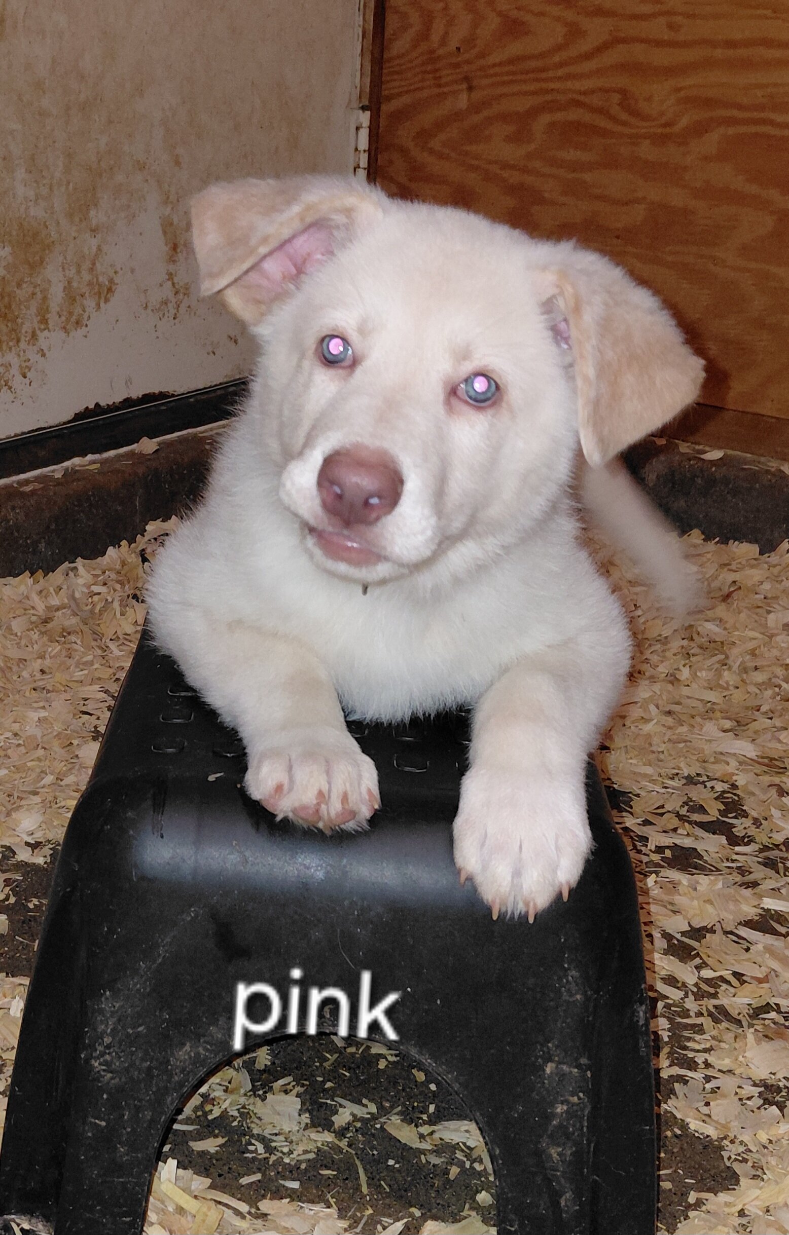 Puppies white image 4