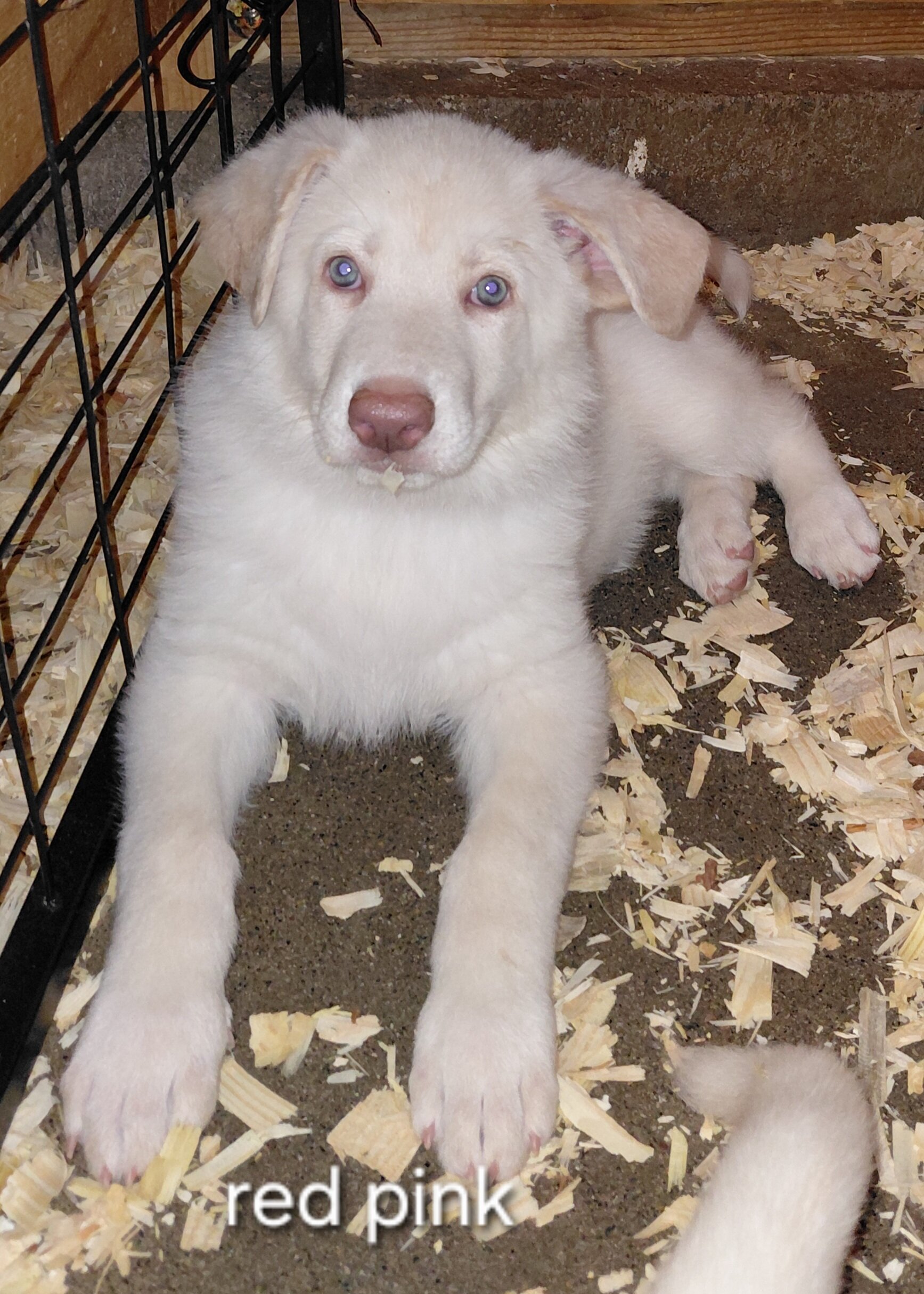 Puppies white image 2
