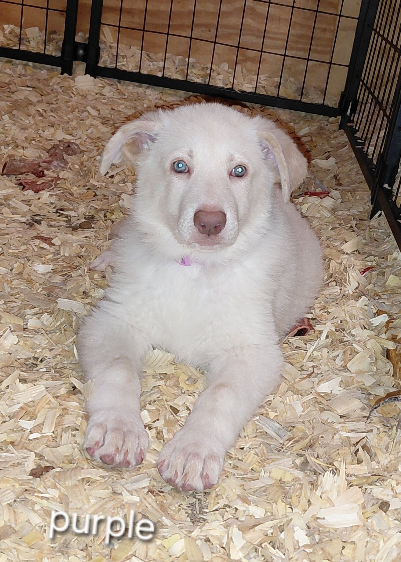 Puppies white image 1