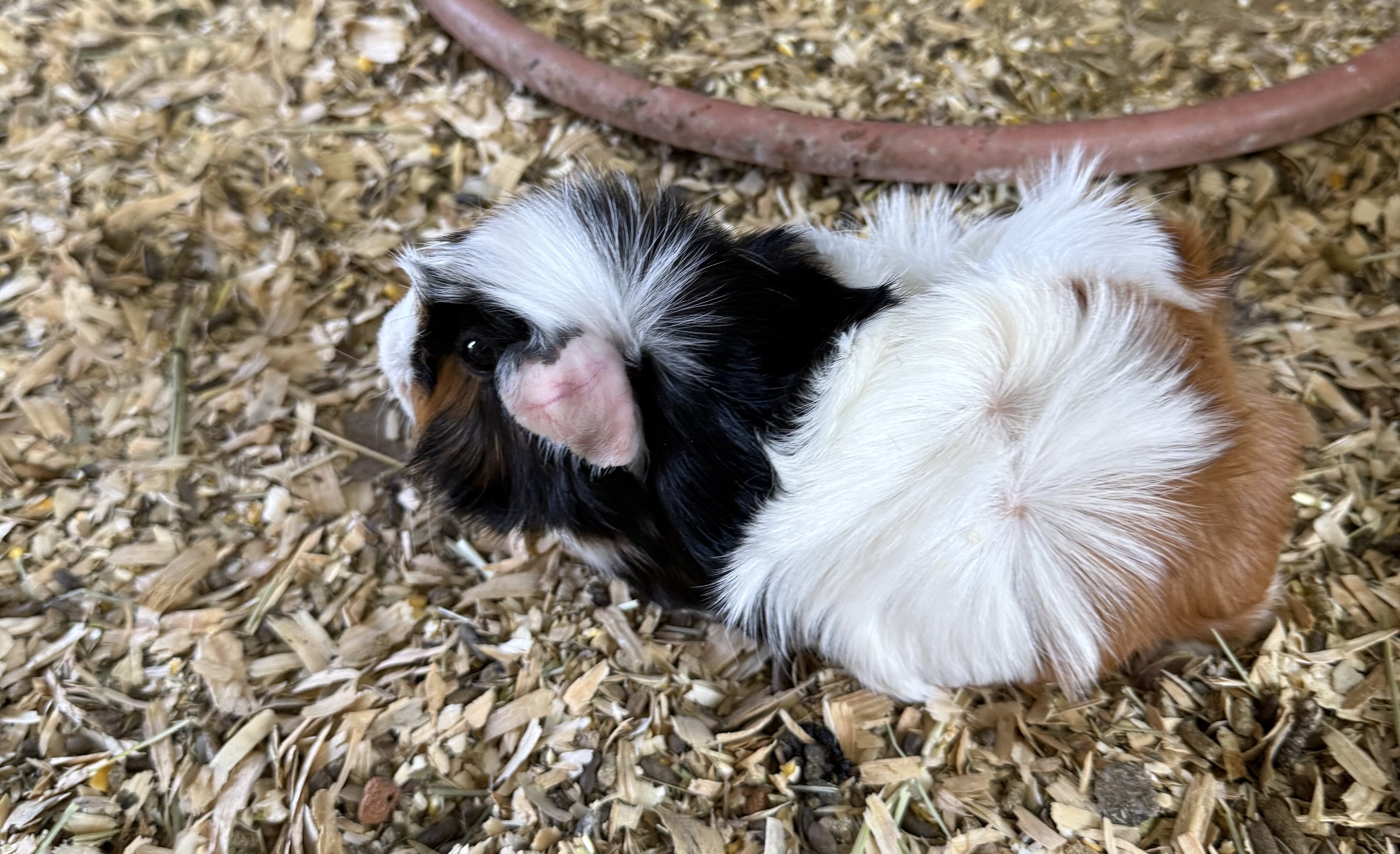 Guinea pigs image 1