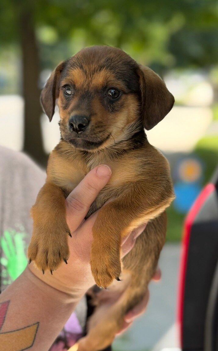 Chiweenie image 1