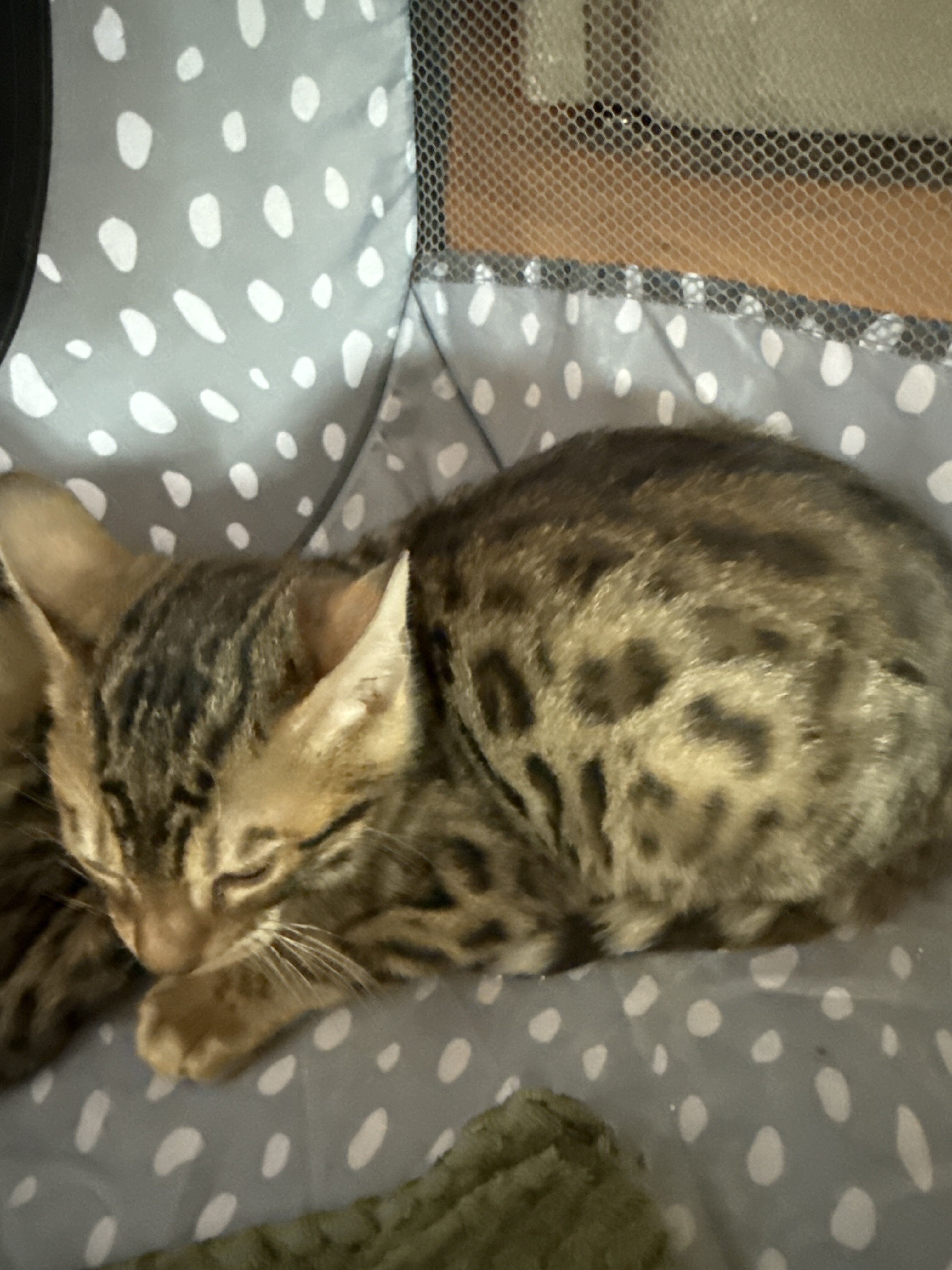 Bengal Kittens image 1