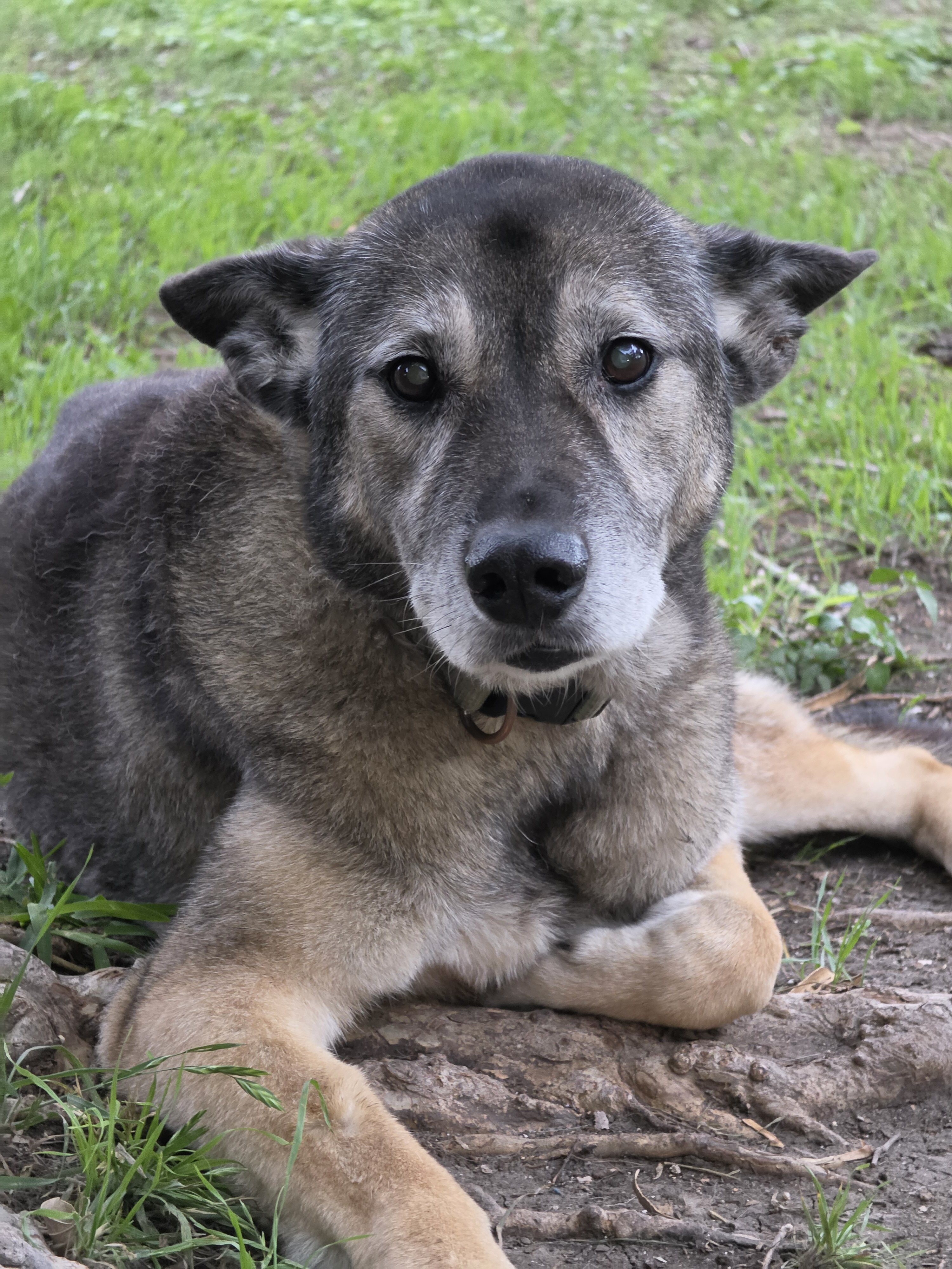 Free german shepherd mix image 1