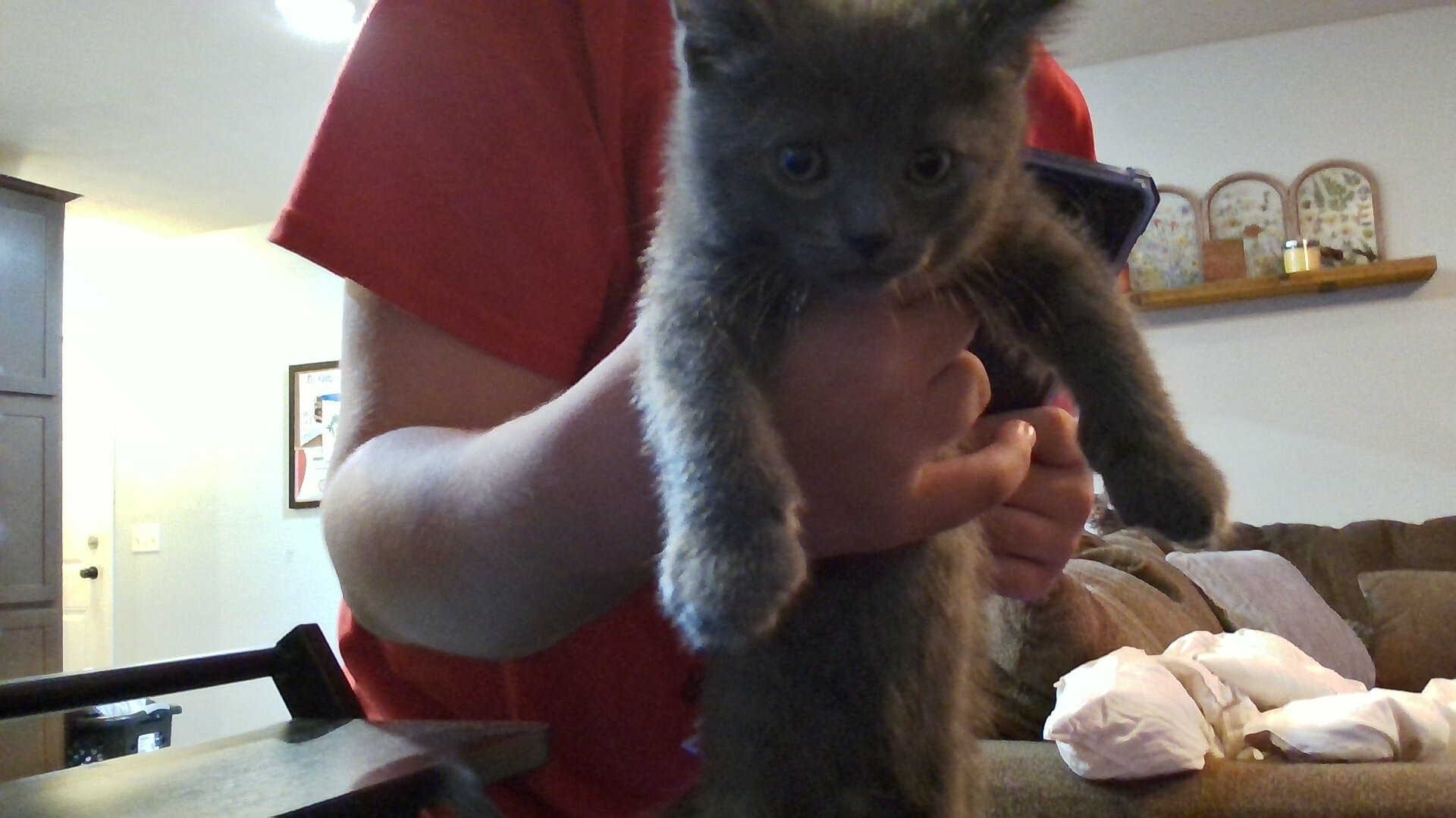 Kittens image 3