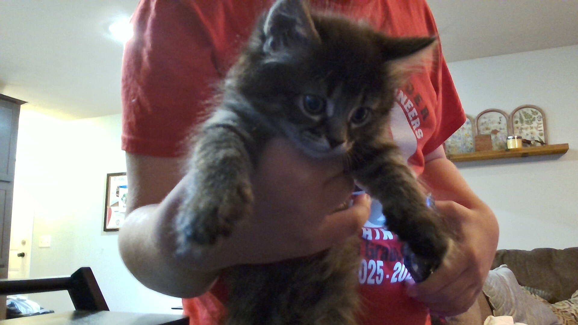 Kittens image 1