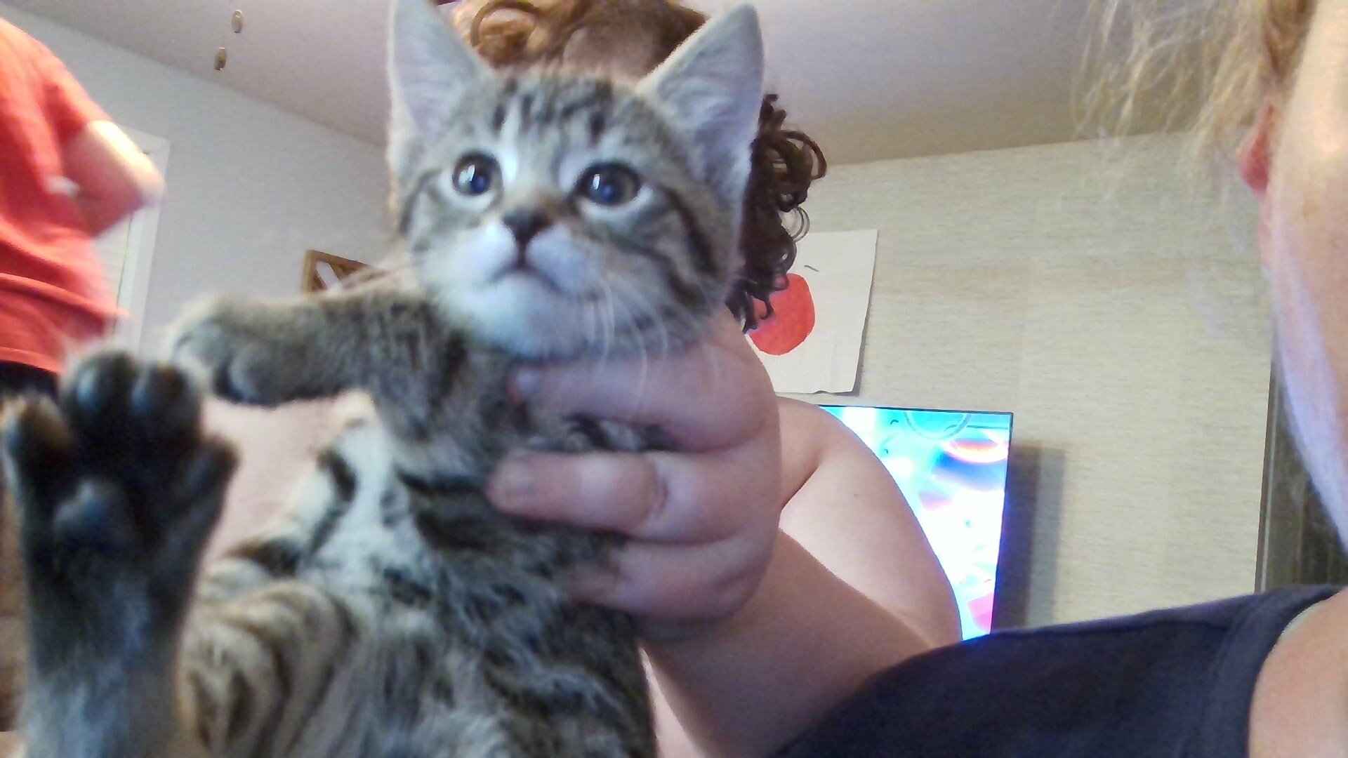 Kittens image 2